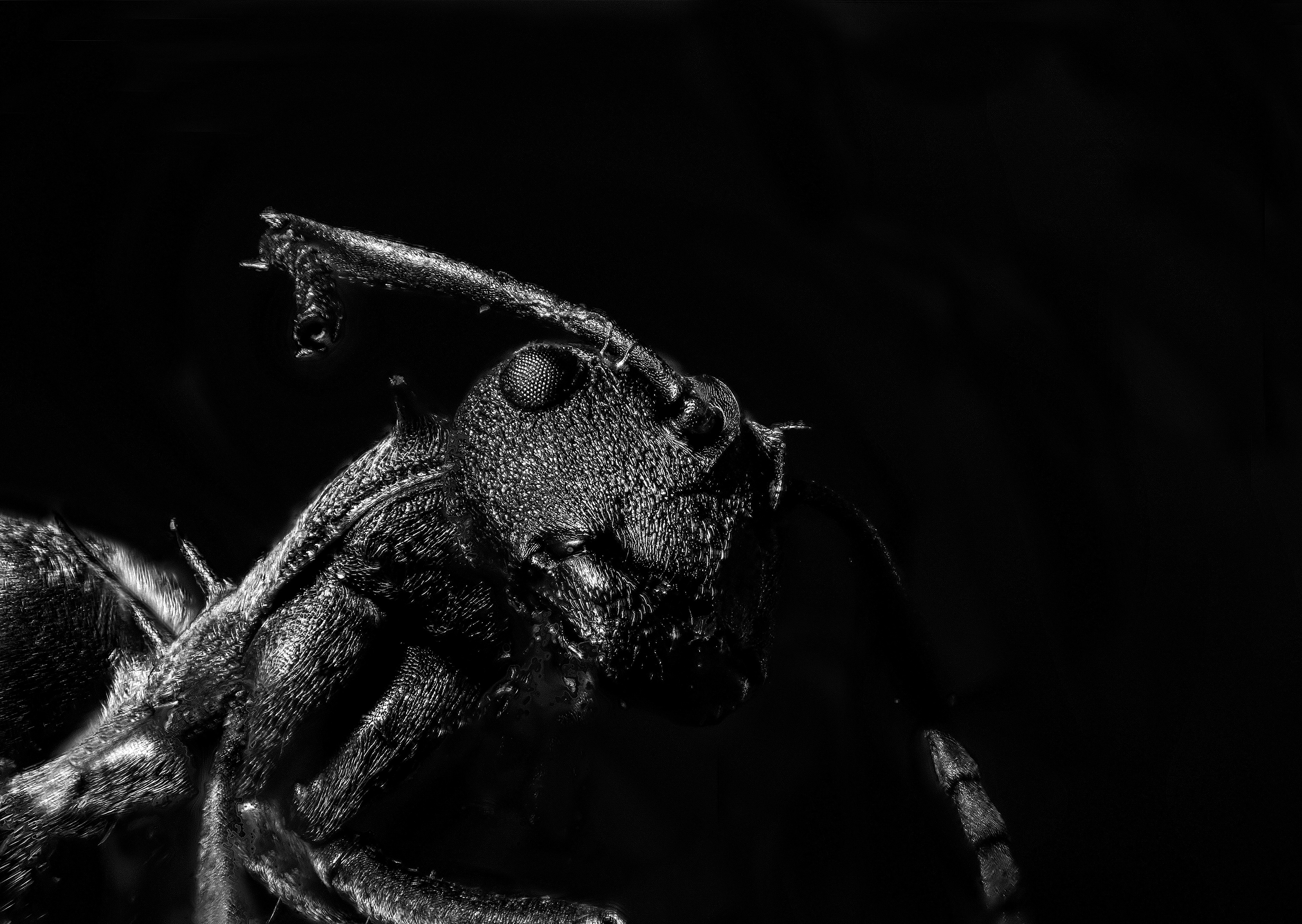 Polyrhachis dives