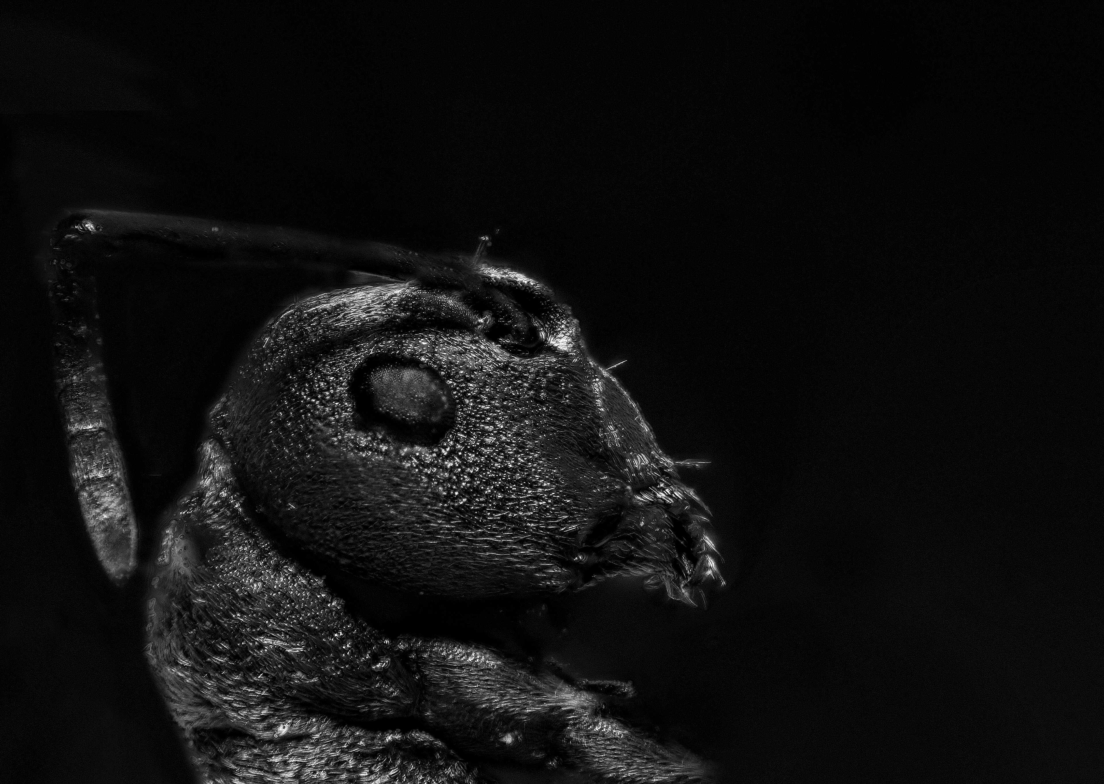 Polyrhachis dives