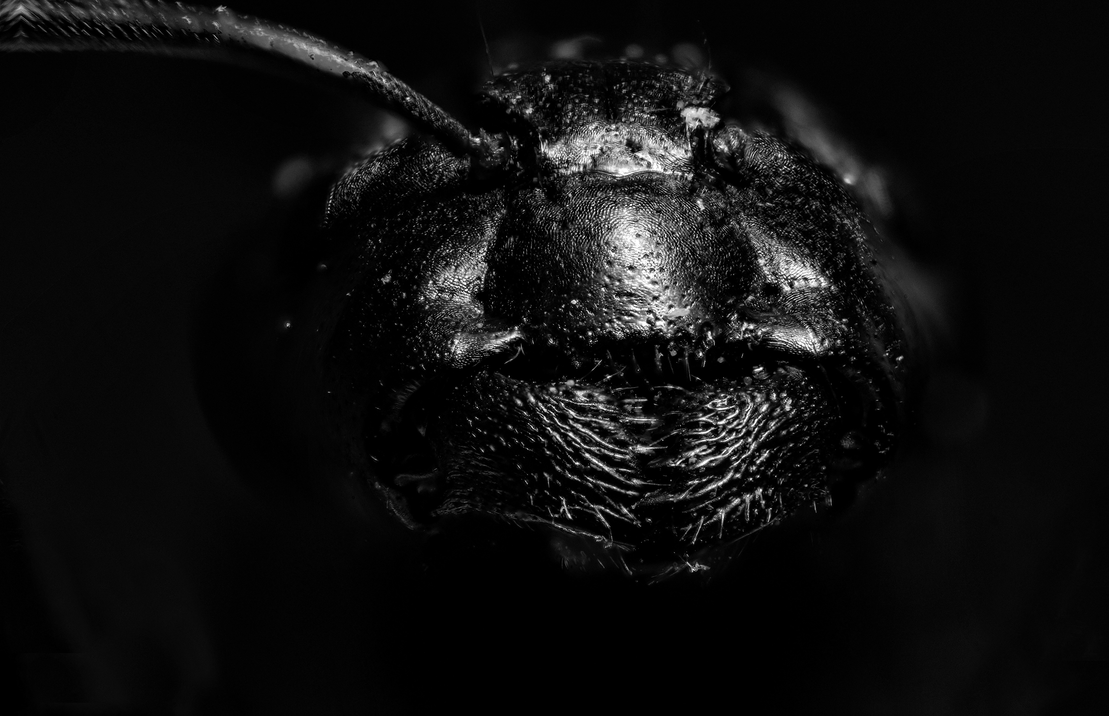 Camponotus ligniperdus (Königin)