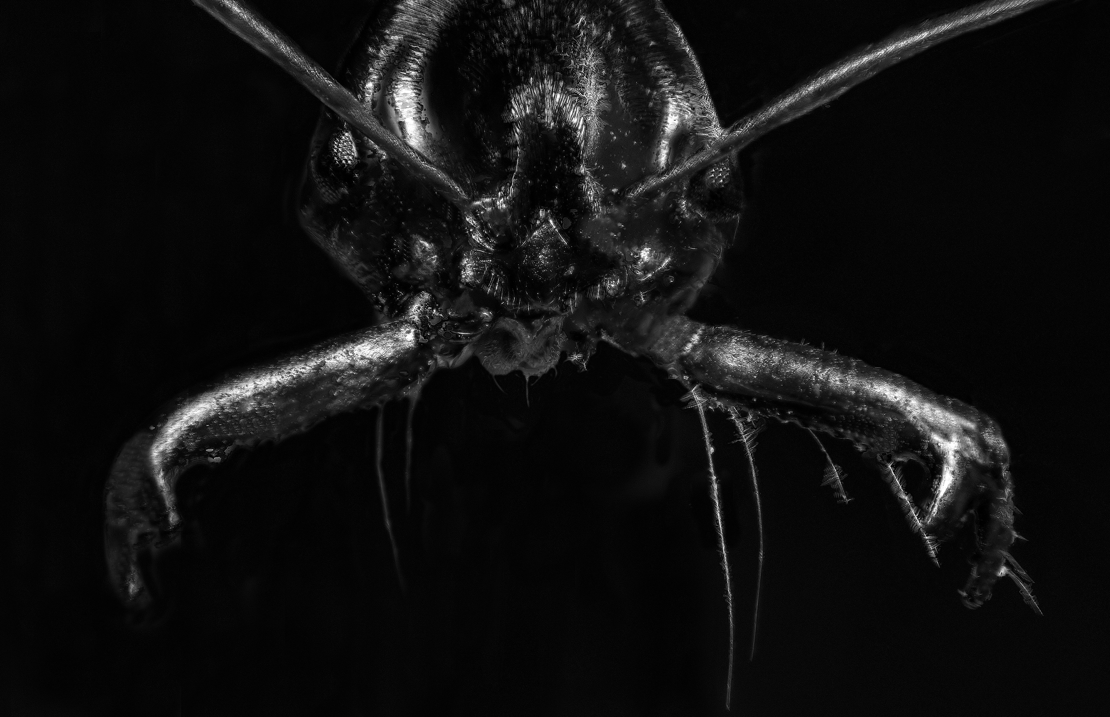 Odontomachus monticola
