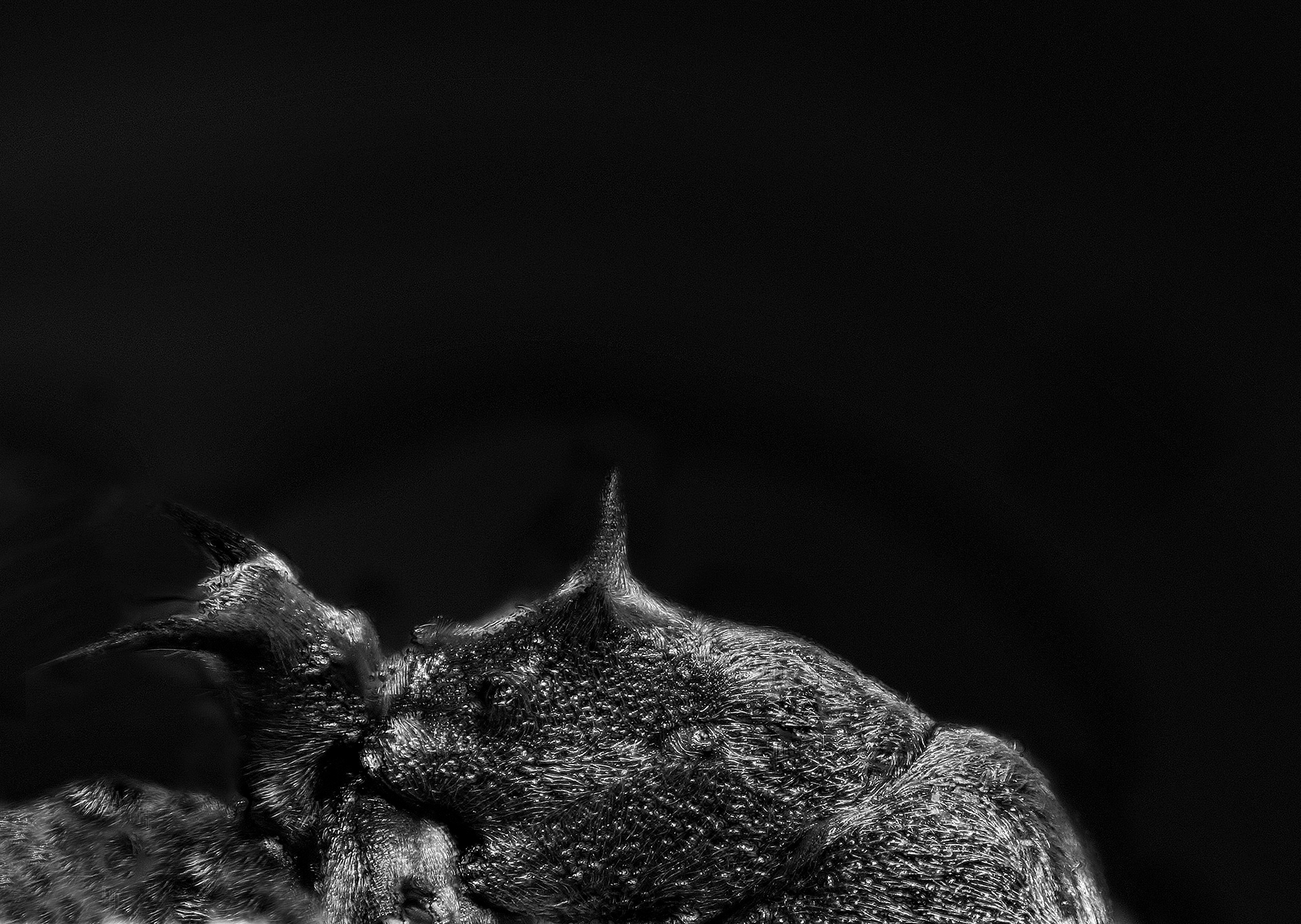 Polyrhachis dives