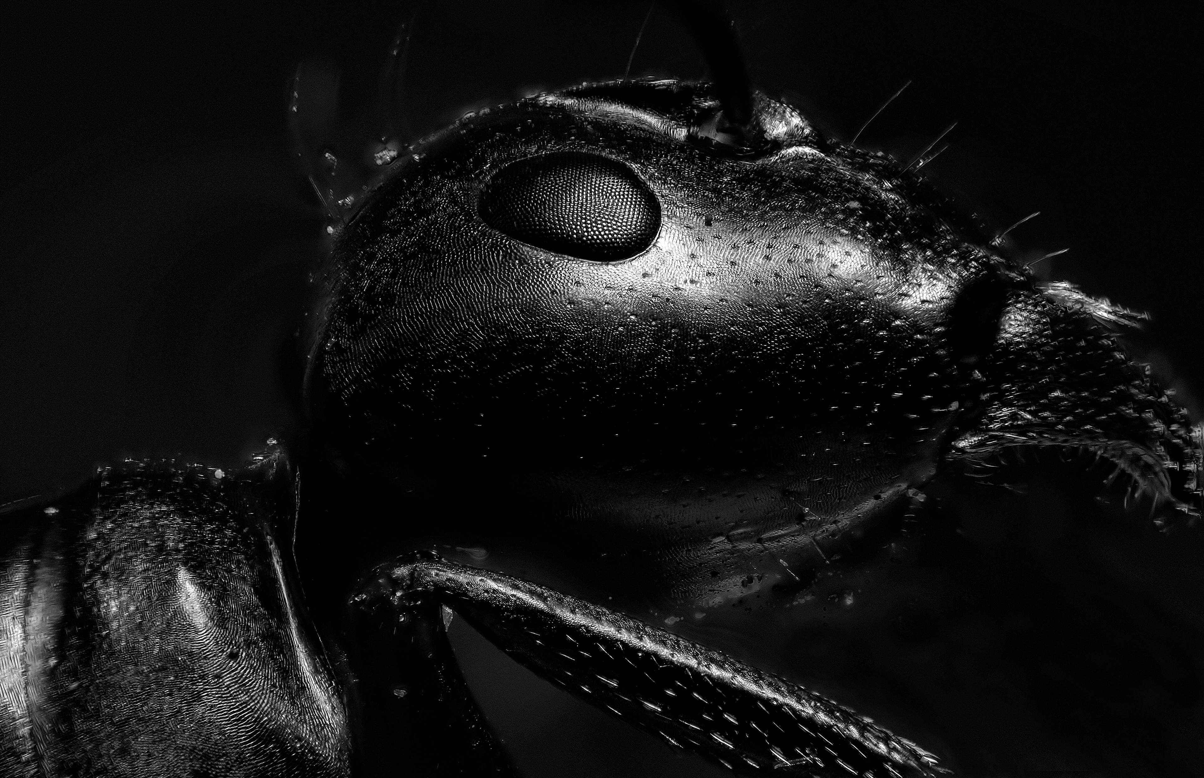 Camponotus ligniperdus (Königin)