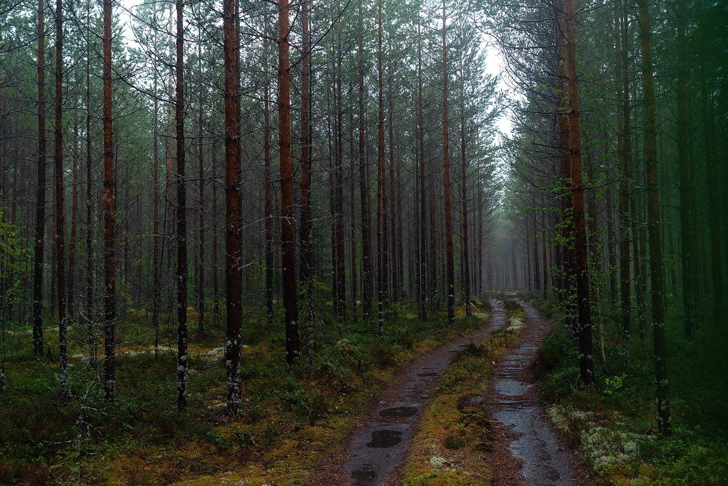 Фотограф в лесу фото