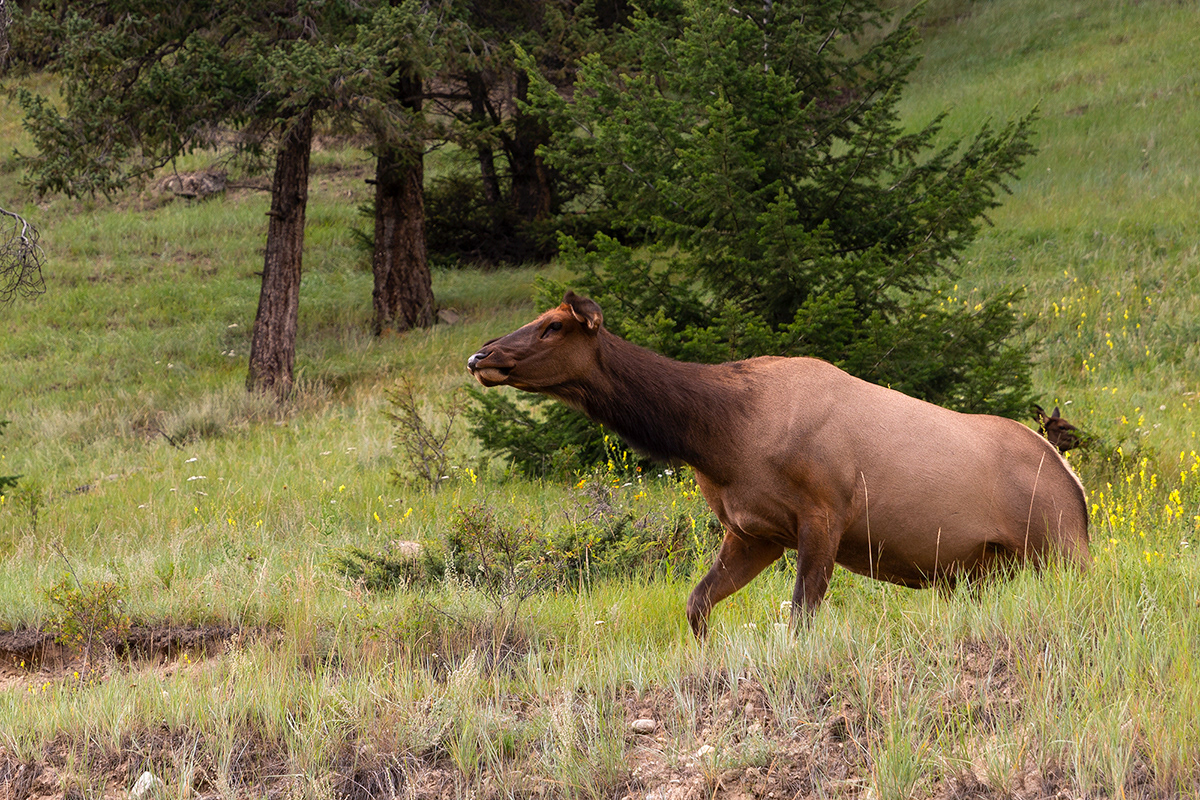 Deers near Jasper