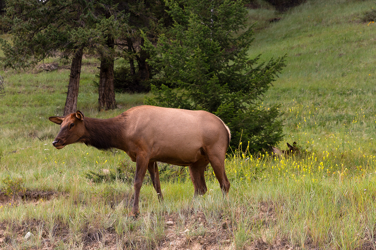 Deers near Jasper