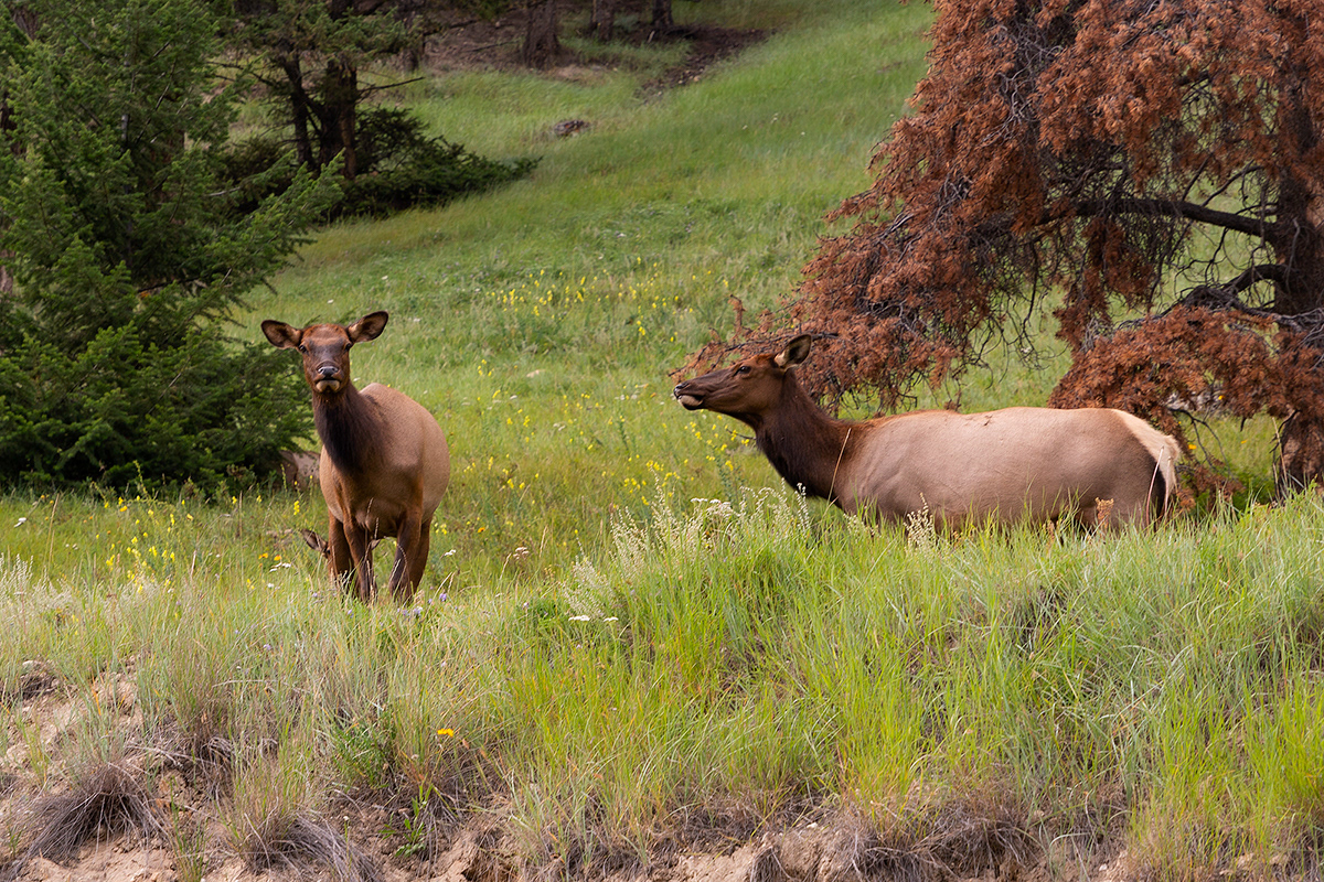 Deers near Jasper