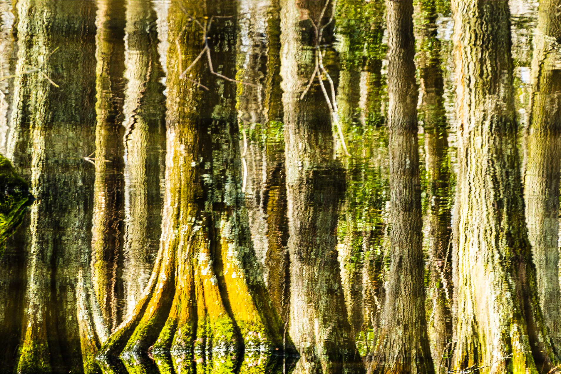 Bald Cypress Reflection: At the Swan Lake Iris Gardens, Sumter South Carolina.