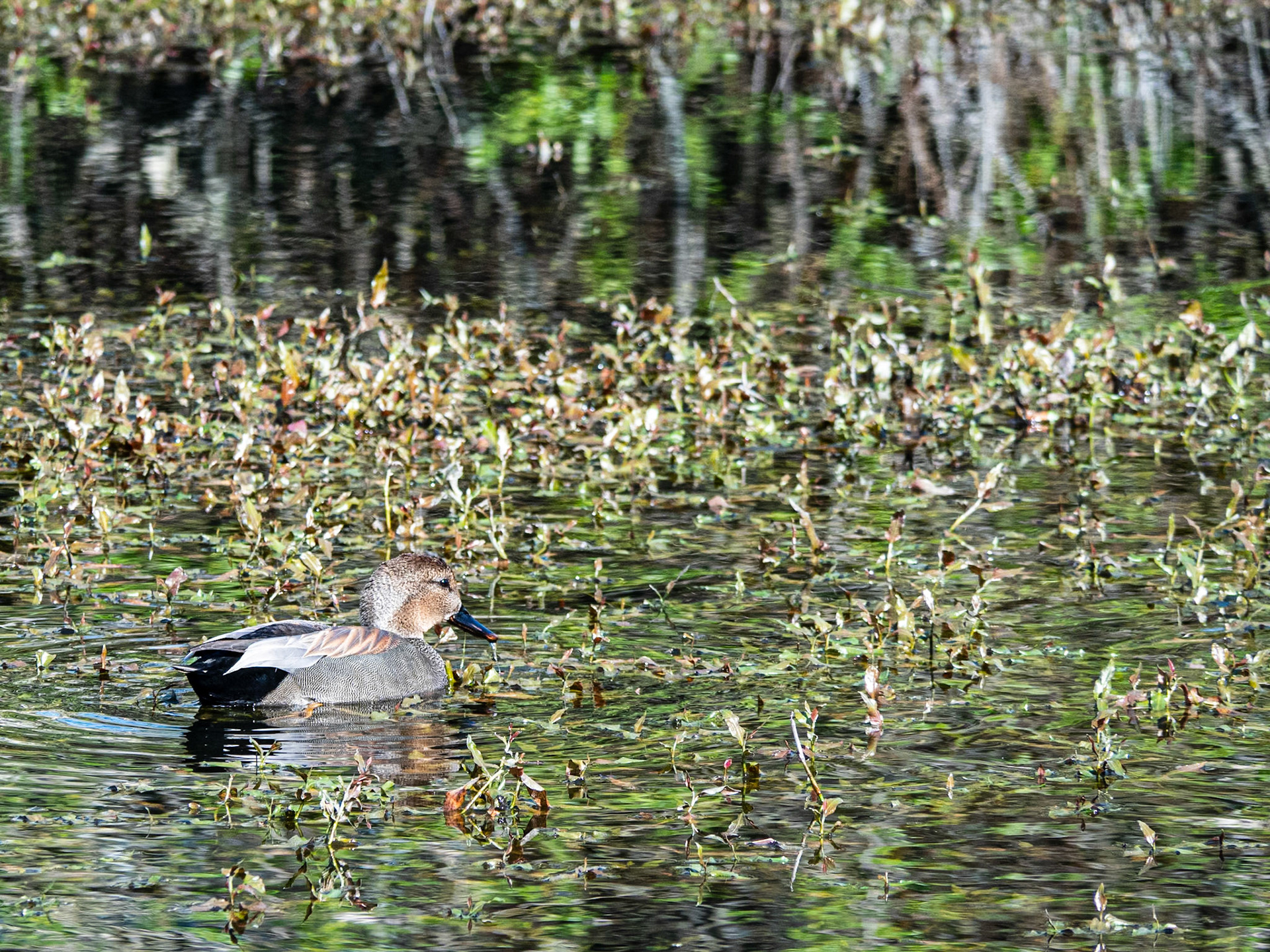 Gadwall on a Pond: Near Bear Creek, Redmond WA