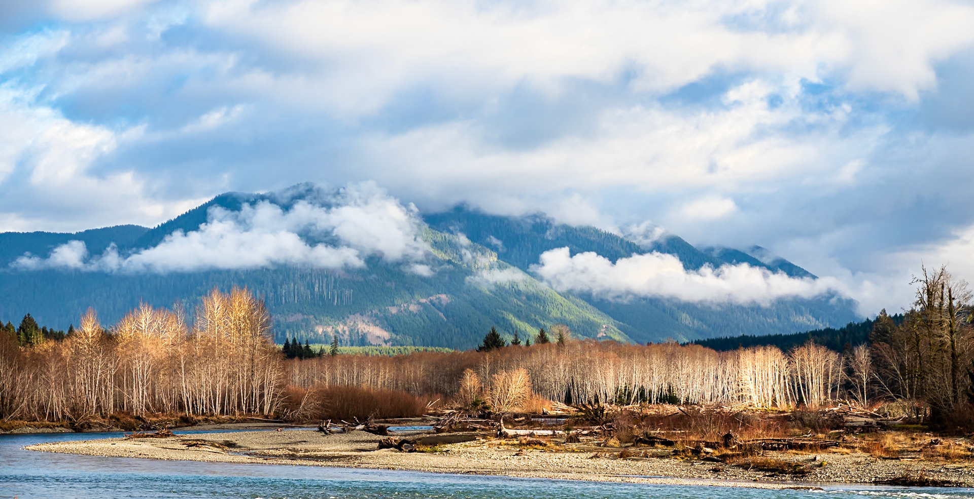 Bend in the Hoh: The Hoh River winds through Sitka spruce and red alder rain forest.