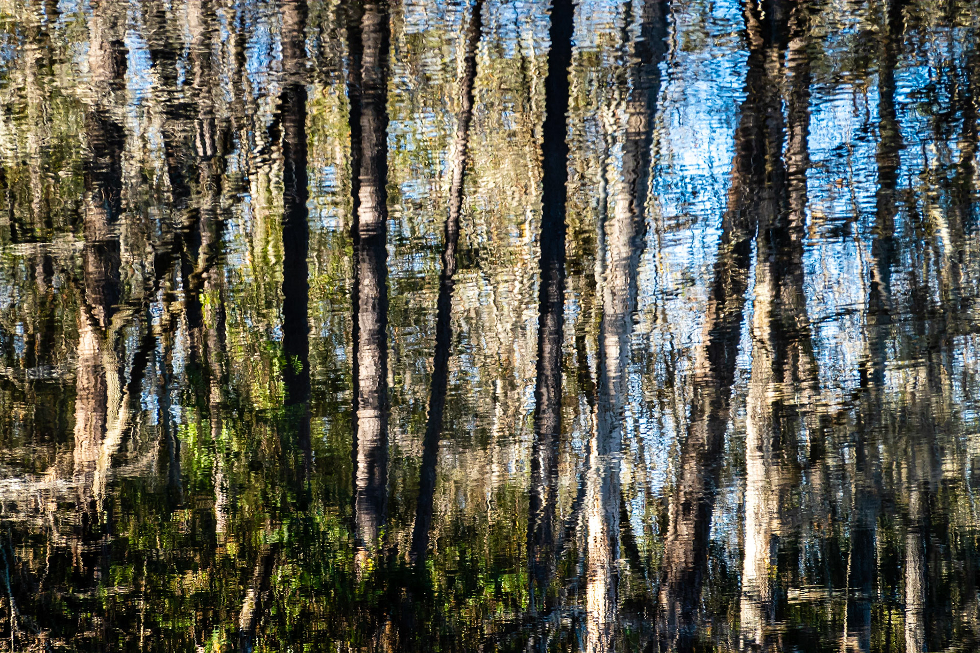 Trees and Pond Reflection: At Poinsett State Park South Carolina