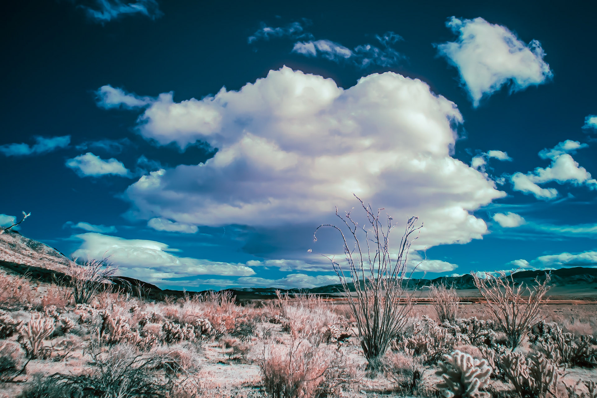 Ocotillo and Cholla Under a Cloud - IRFC: In Coyote Canyon, Anza-Borrego Desert State Park.  Infrared (720 nm) false color image.