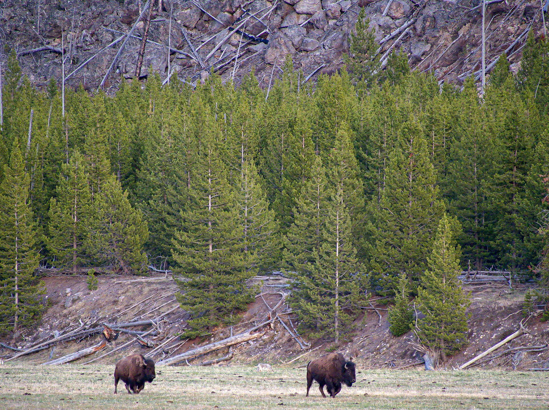 Bison and Wolf: A gray wolf was stalking these bison, which were late arrivals to the herd as it was settling down for the evening.