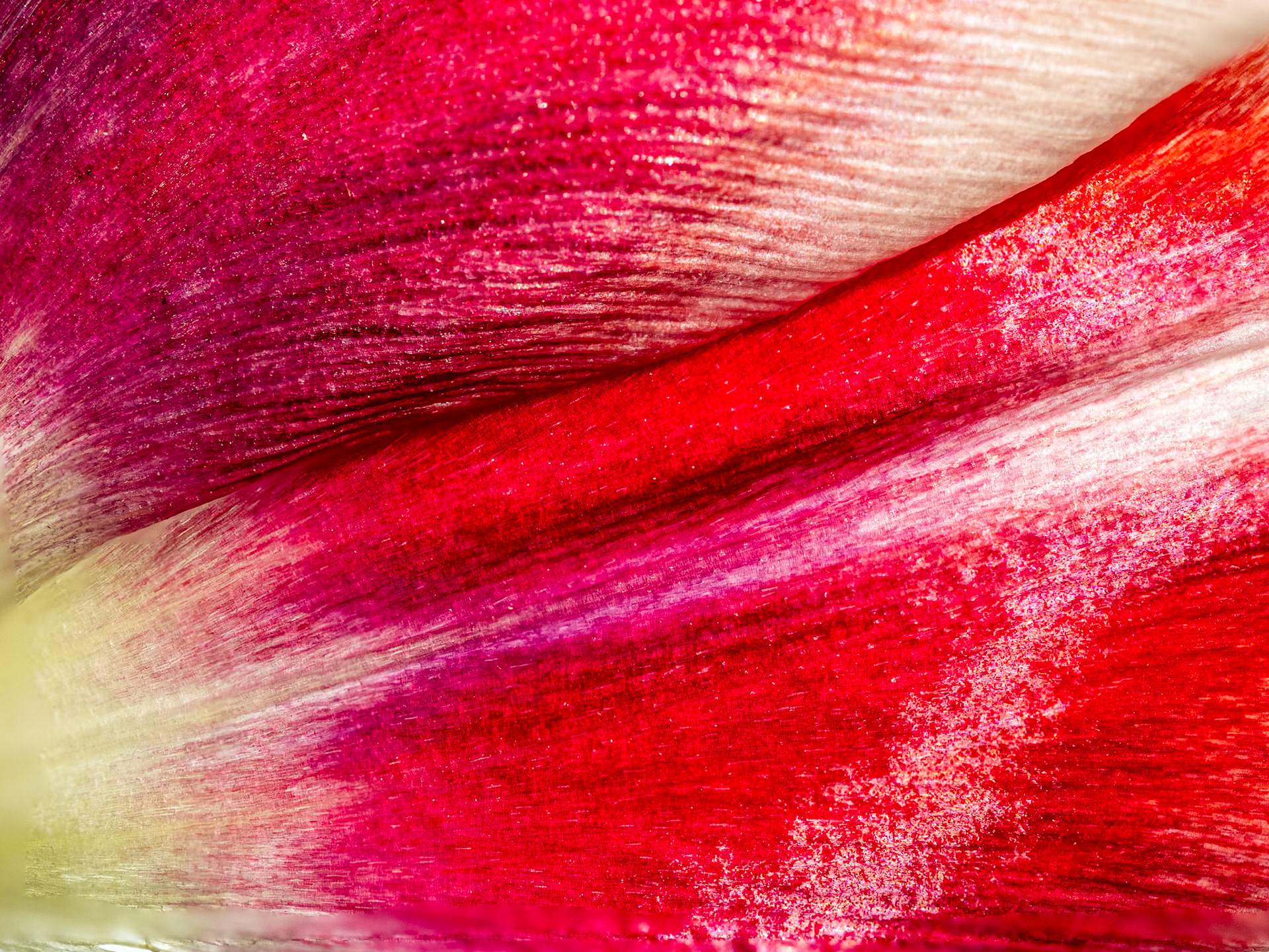 Tulip Petals: Close-up of red and yellow-accented tulip petals.