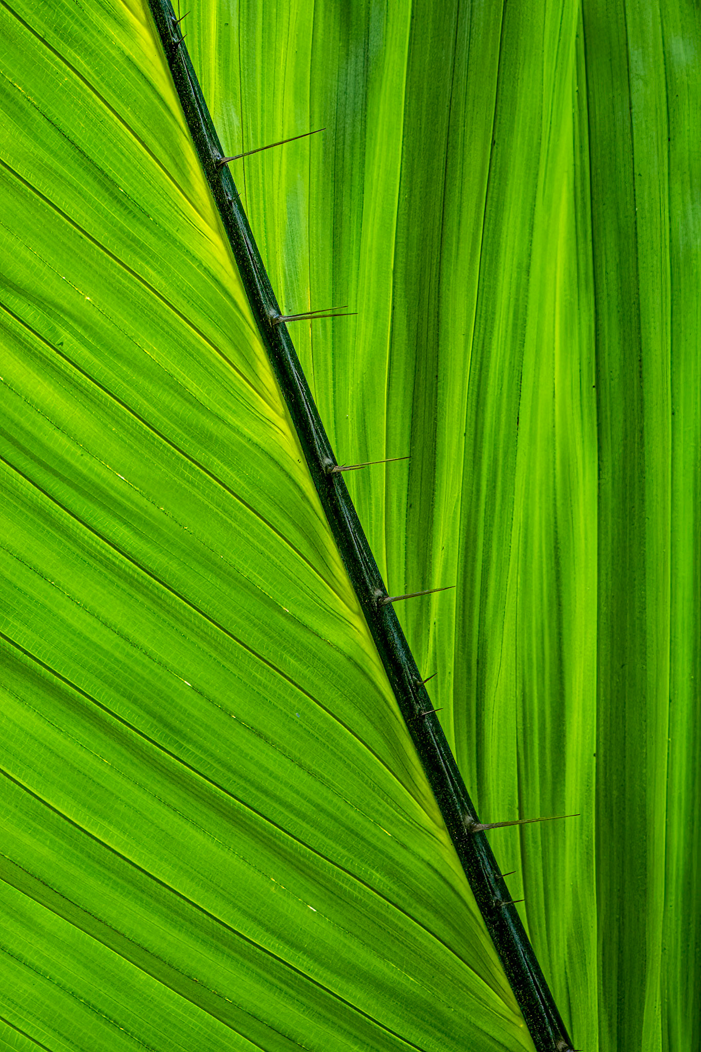 Plant Self Defense: Imposing spikes adorn the midrib of this leaf at the Selby Gardens in Sarosota Florida.