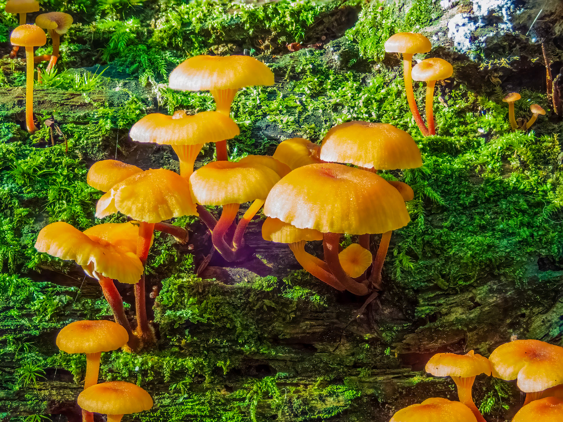 Pinewood Gingertail Pueblo: These small mushrooms sprout on old decaying logs in the fall.