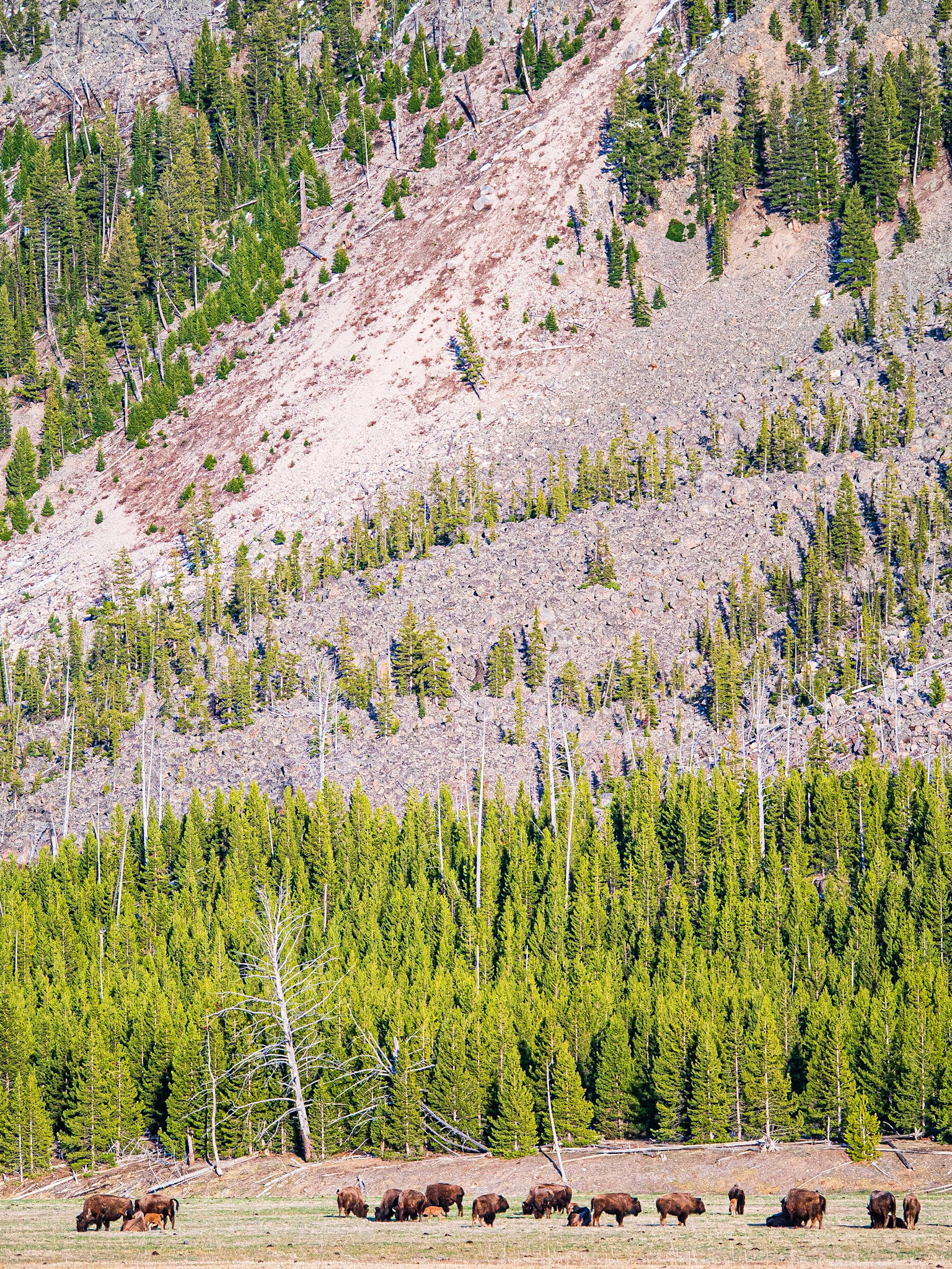 Bison Herd: These bison were congregating and settling down for the evening in the Madison River Valley of Yellowstone National Park.