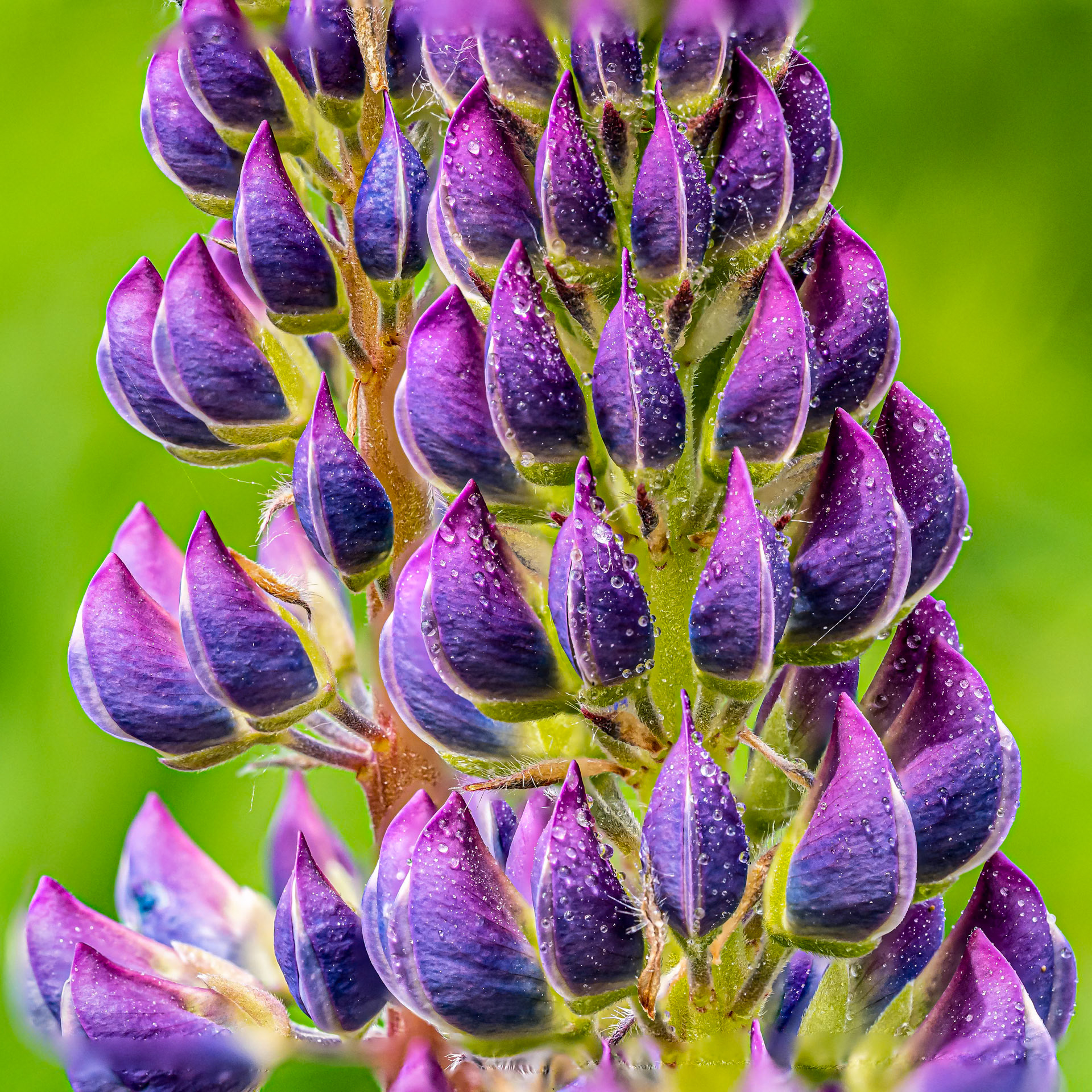 Dewy Lupin: A composited close-up of Lupin accented by water droplets.