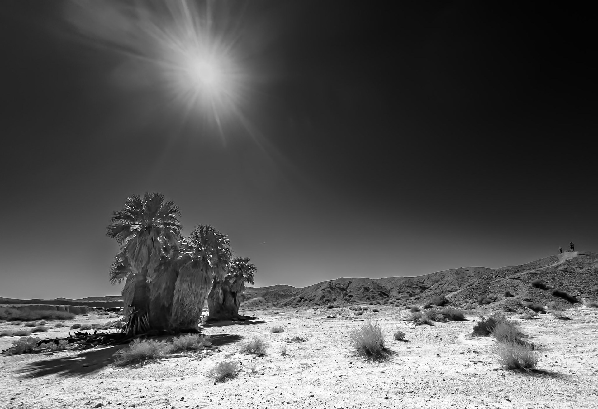 Under Desert Sun:  Palm trees provide cool shadows for relief from a midday sun at the 17 Palms Oasis inthe Anza-Borrego Desert State Park.
