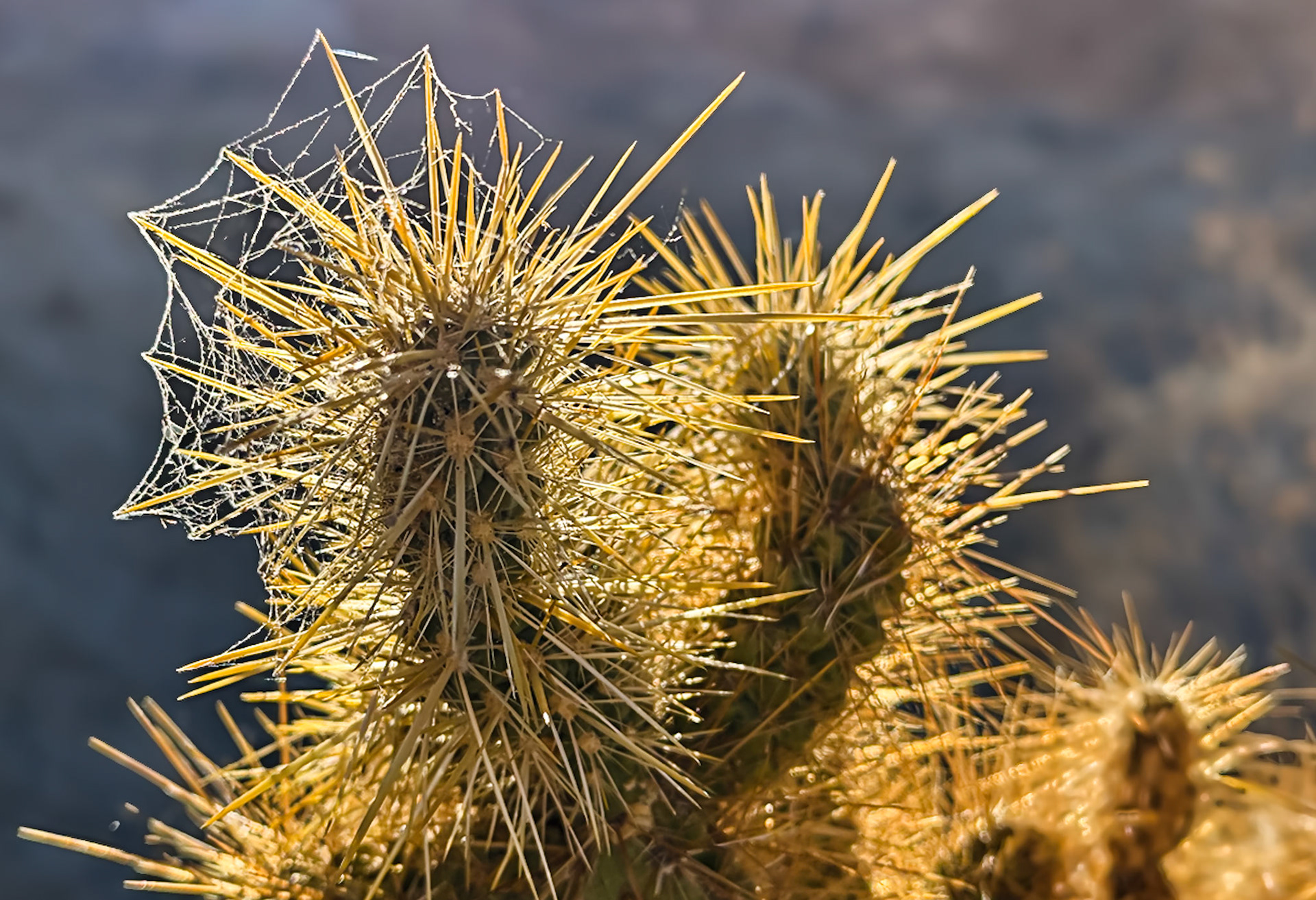 Web Crowned Cholla: Morning dew lingers on a spider web woven into the spines of this