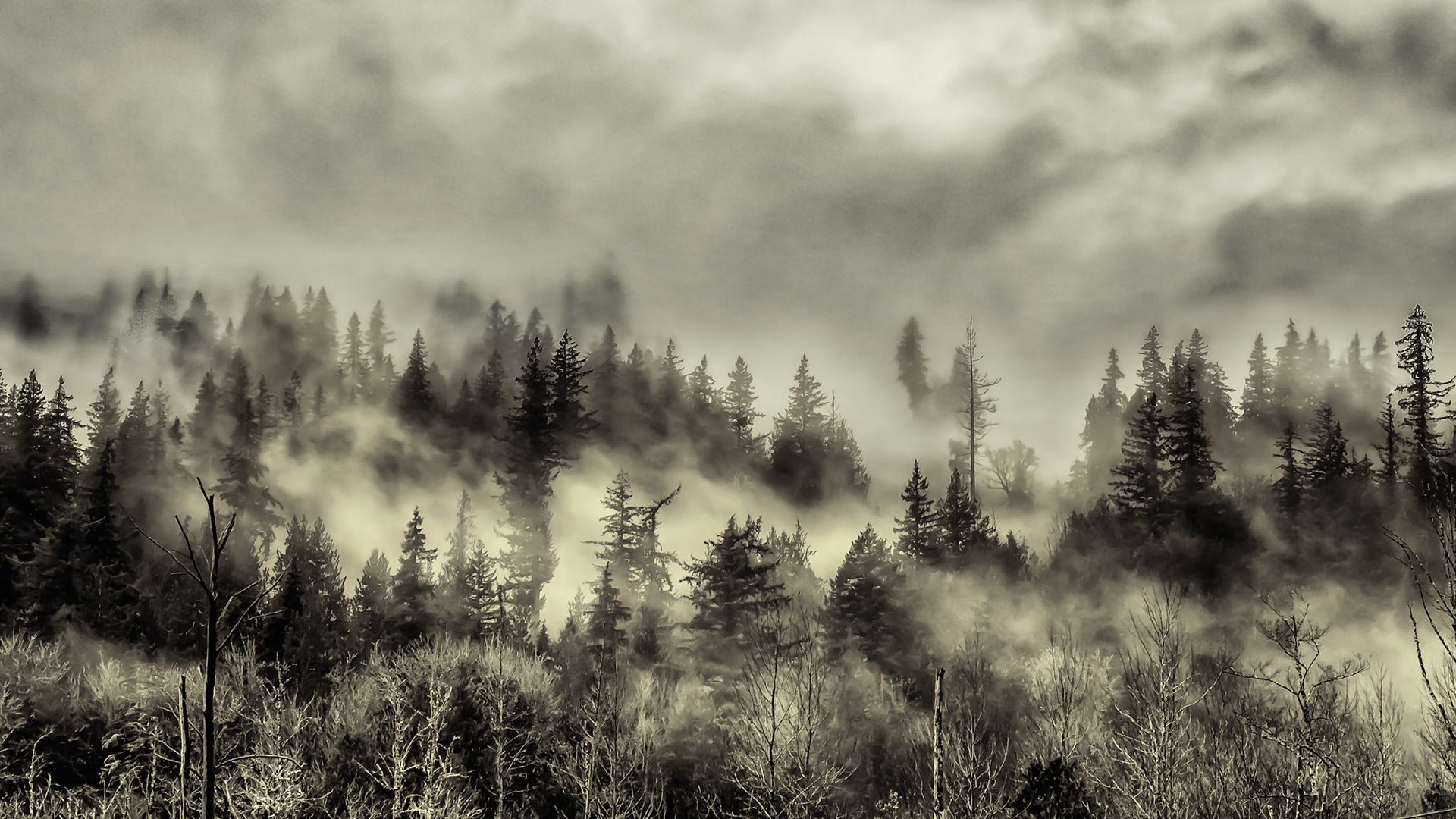 Cascade Mist: Fog rises from the Cascade Mountains foothills on a misty day.