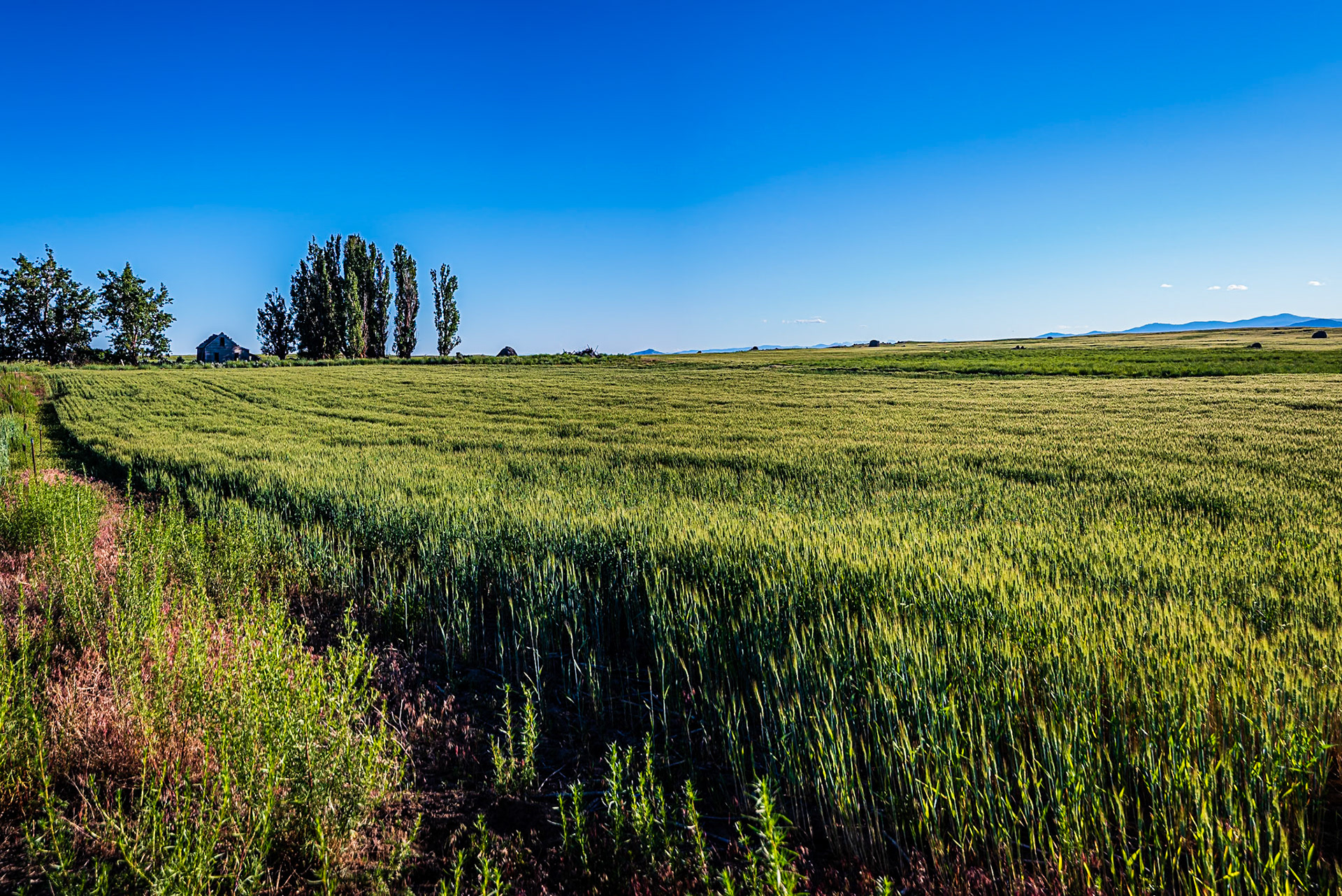 Old Homestead: An old homestead nestled among shade trees watches over a field of wheat on the Waterville Plateau.  Large haystack rocks in the field are erratics left behind by retreating glaciers.
