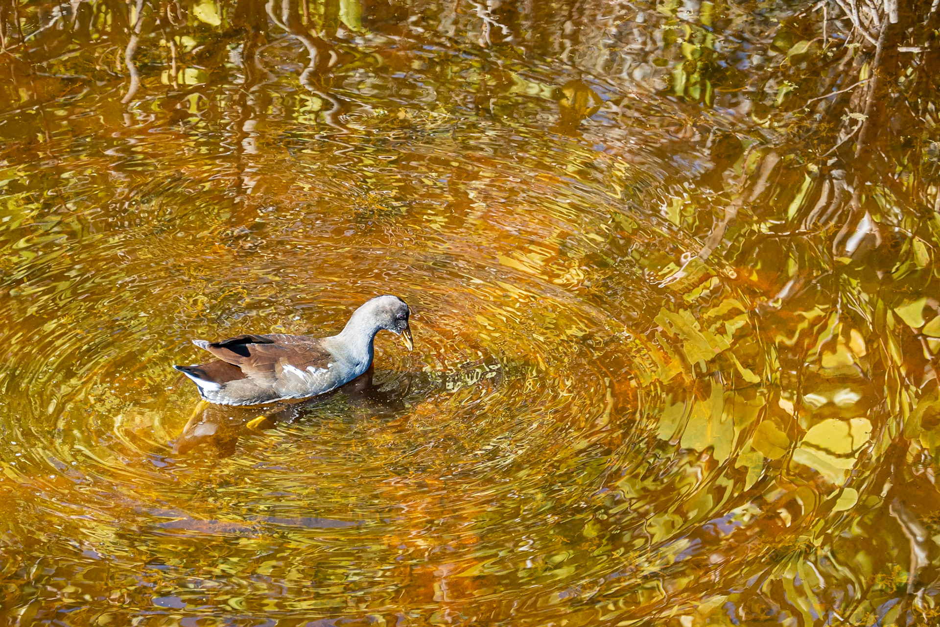 Gallinule on Golden Pond: A Common Gallinule forages in a golden hued pond at the Ding Darling National Wildlife Refuge in Florida. Tannins in the water give it the rich gold color seen here.