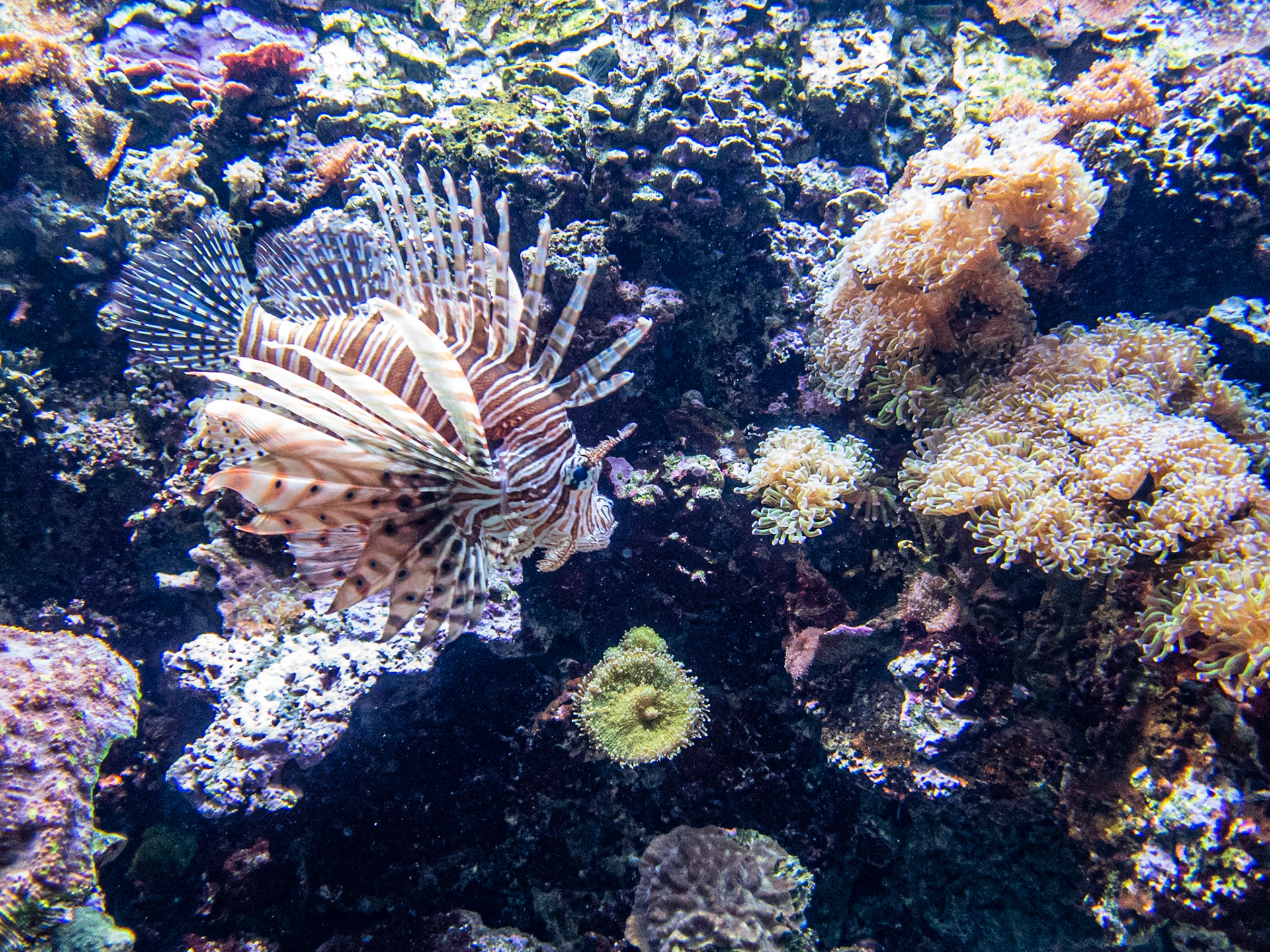 Lionfish: At the Seattle Aquarium