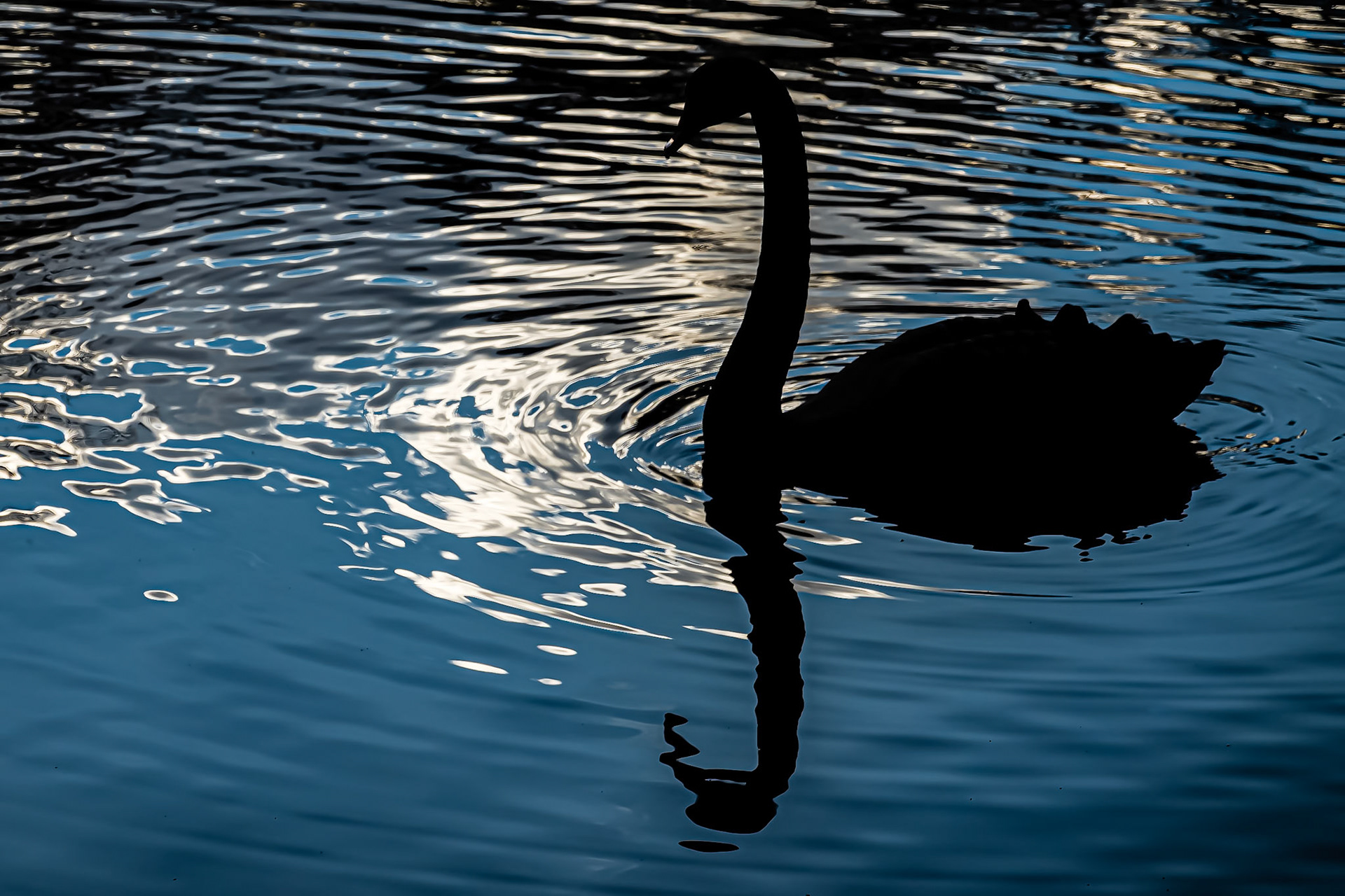 Black Swan Silhouette: At the Swan Lake Iris Gardens in Sumter South Carolina