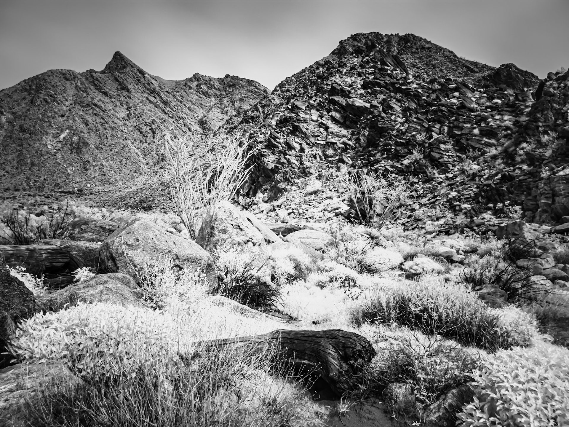 Ocotillo in the Anza-Borrego Desert: This is an infra-red image converted to black and white.