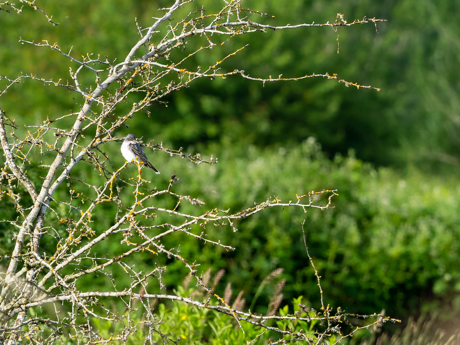 Eastern Kingbird: Marymoor Park in Redmond WA.  The Eastern Kingbird is a rare sight in this part of the country.
