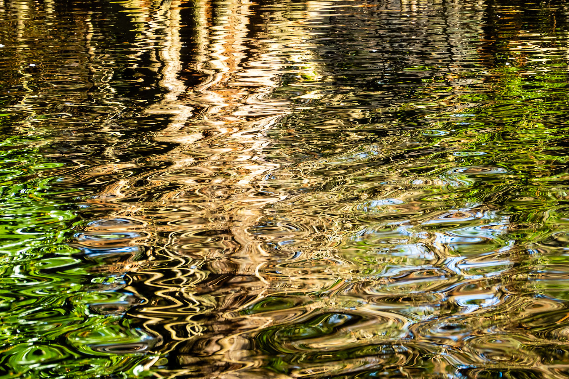 Rippled Water: Trees reflected in ripply water at the Swan Lake Iris Gardens in Sumter South Carolina.