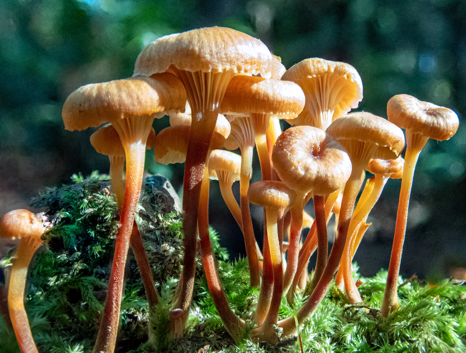 Pinewood Gingertail Close-up: The Pinewood Gingertail mushroom is known by its scientific name as Xeromphalina campanella and also has several common names including 'fuzzy root', 'golden trumpet' and 'bell Omphalina'.  It's  tiny mushroom less than an inch across.