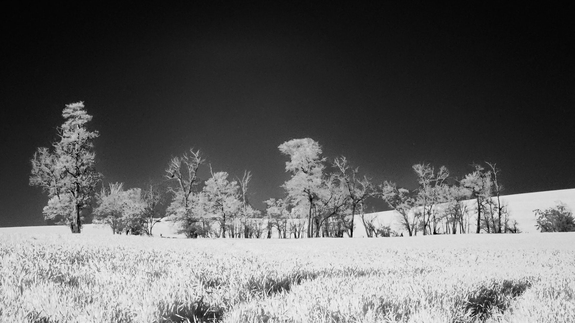 Wheat and Trees: A copse of black alder grows in a wheat field in the Mill Creek plain just west of the Blue Mountains