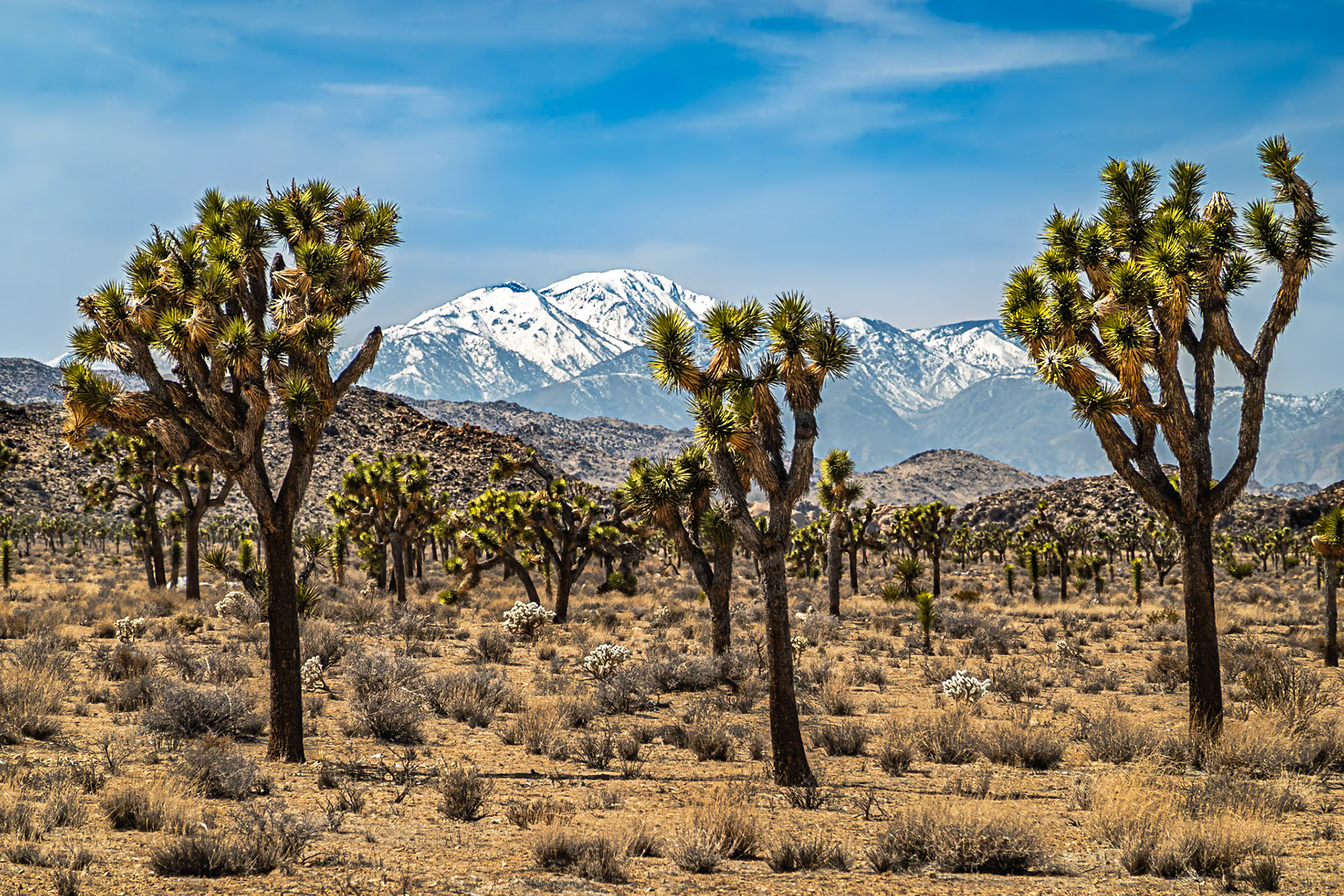 High Desert Cool Nights: Much of Joshua Tree National Park is in the southern end of the Mojave Desert and is flanked to the west by the San Bernardino Mountains.