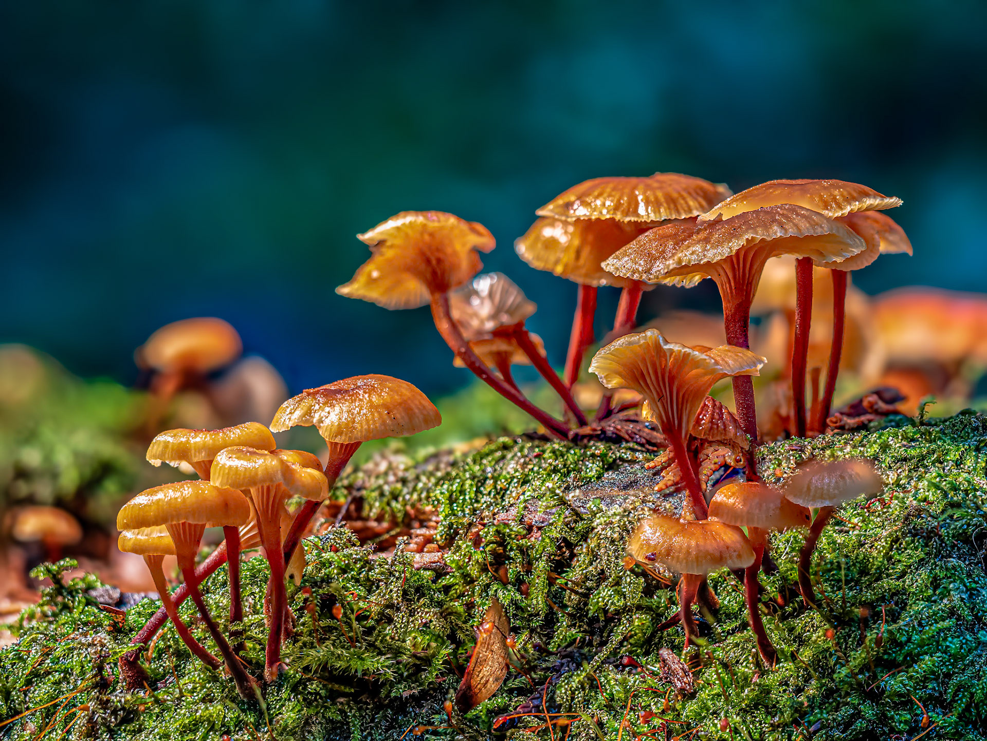 Pinewood Gingertail Village: These small mishrooms erupt on old decaying logs in the fall.