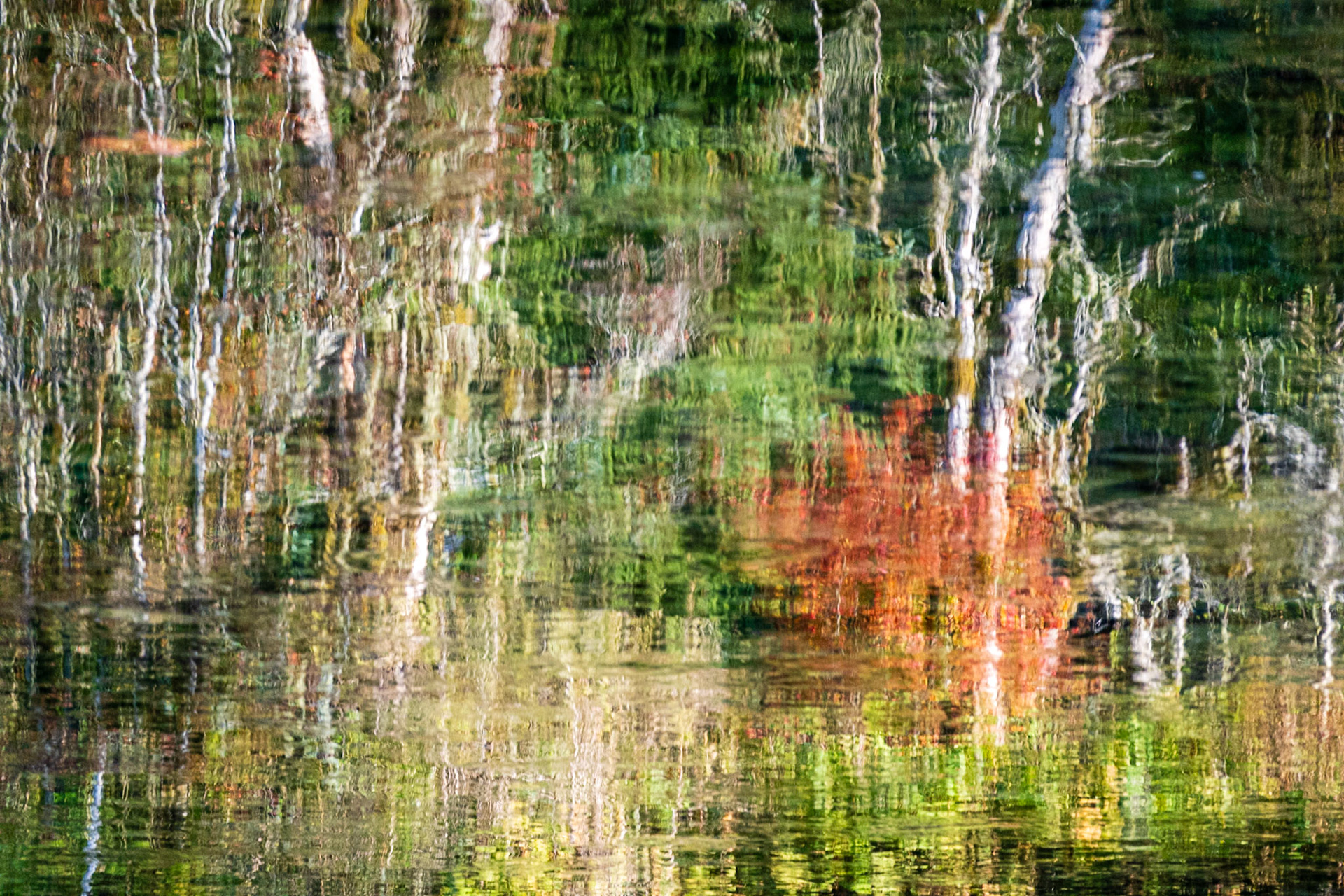Alder Reflection: On the Middle Fork of the Snoqualmie River.