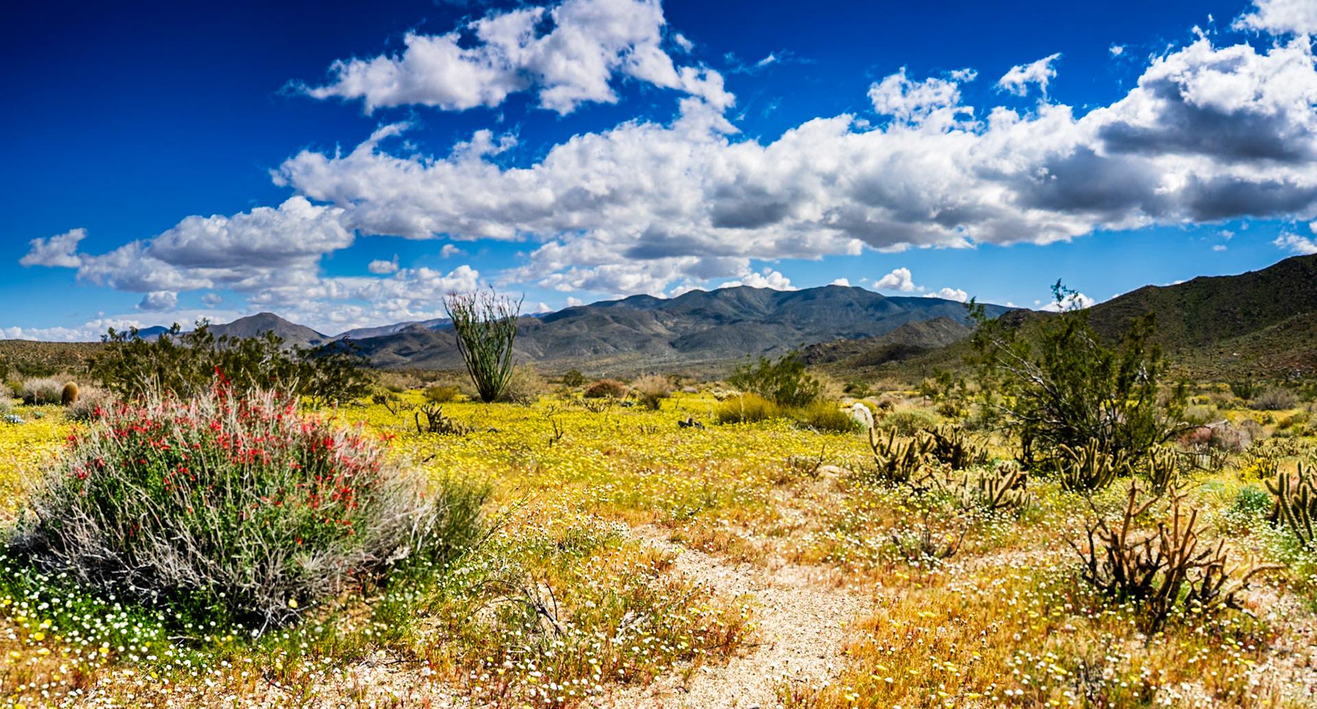 Yellow Desert: Creosote bush,chuparosa, barrel cactus and teddy bear cholla seem to float on a sea of desert dandelion. Yaqui Flats in the Anza-Borrego Desert State Park.
