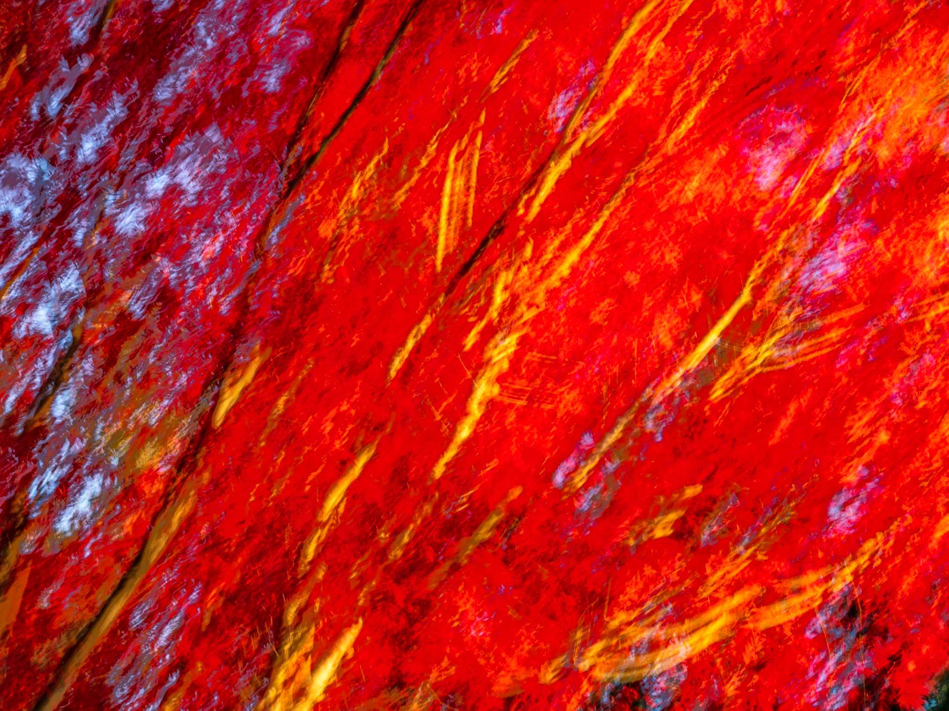 Red-leaf Maple Abstract: Intentional camera motion blends leaves, branches and sky of this Red-leaf Maple in its fall colors.
