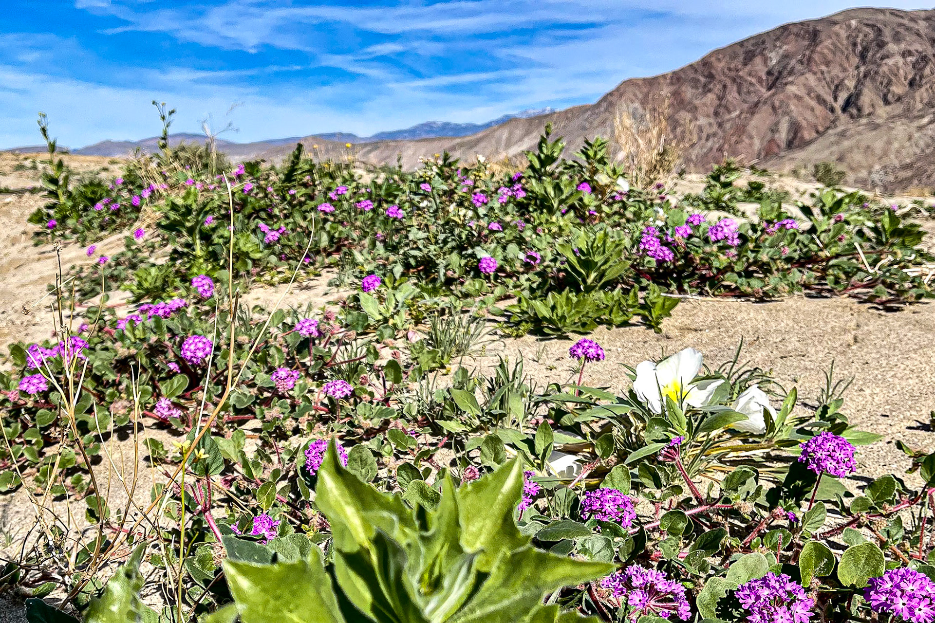 Desert Wildflower Blooms: Sand Verbena and Dune Evening Primrose near Henderson Road in Borrego Springs CA.
