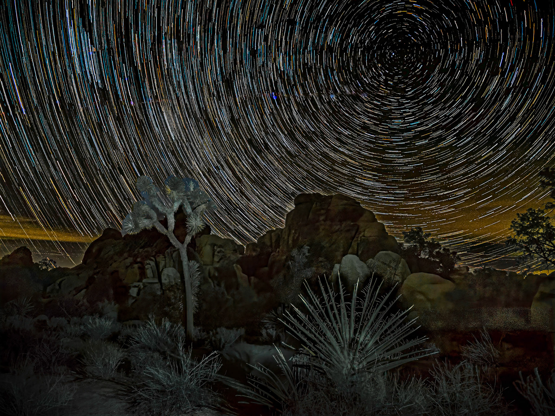 Star Trails over Joshua Tree: Viewed from the Hidden Valley trail head, star traiils rotate about Polaris with a Joshua Tree and Yucca in the foreground.  This is a "live composite" image taken from 120 15-sec photos at about 10 PM under a moonless sky and  very windy conditions.  Foreground illumination was provided by light paiinting for a few seconds with a flashlight.