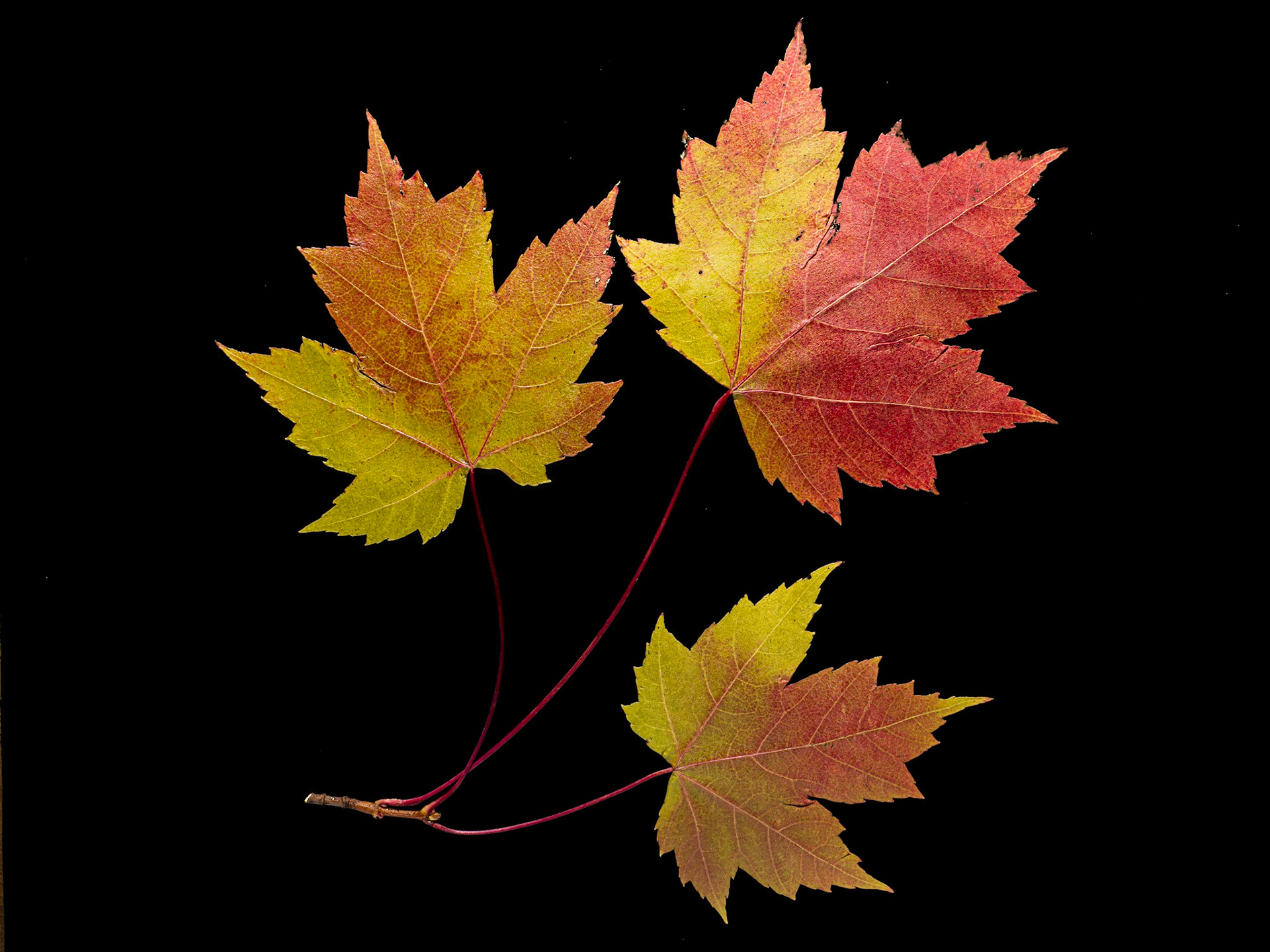 Three Maple Leaves - Black Background: Maple leaves turn to orange and yellow hues before dropping in Autumn.