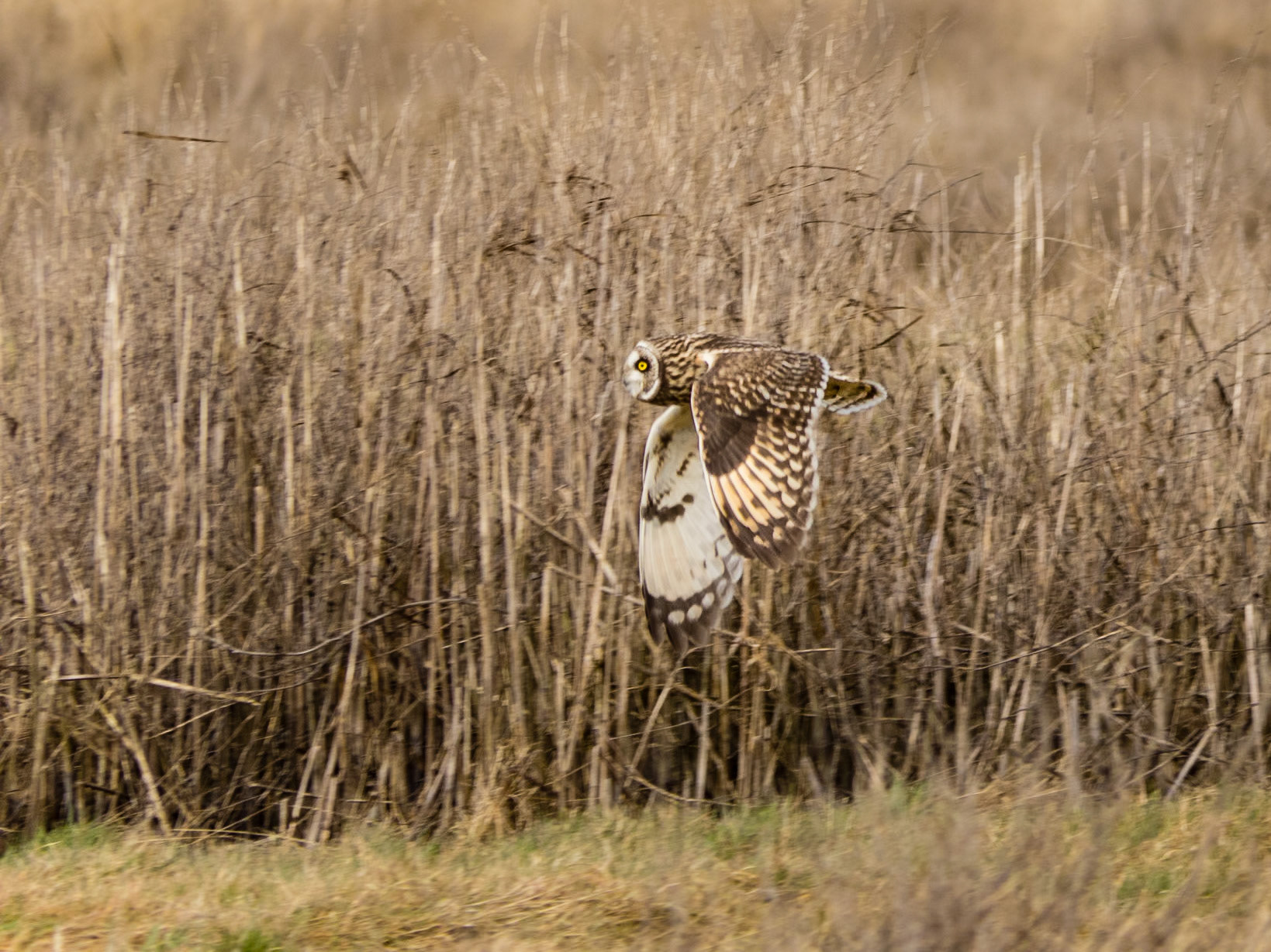 Short-eared Owl In Flight: At the Legue Island Wildlife Area, Skagit River WA