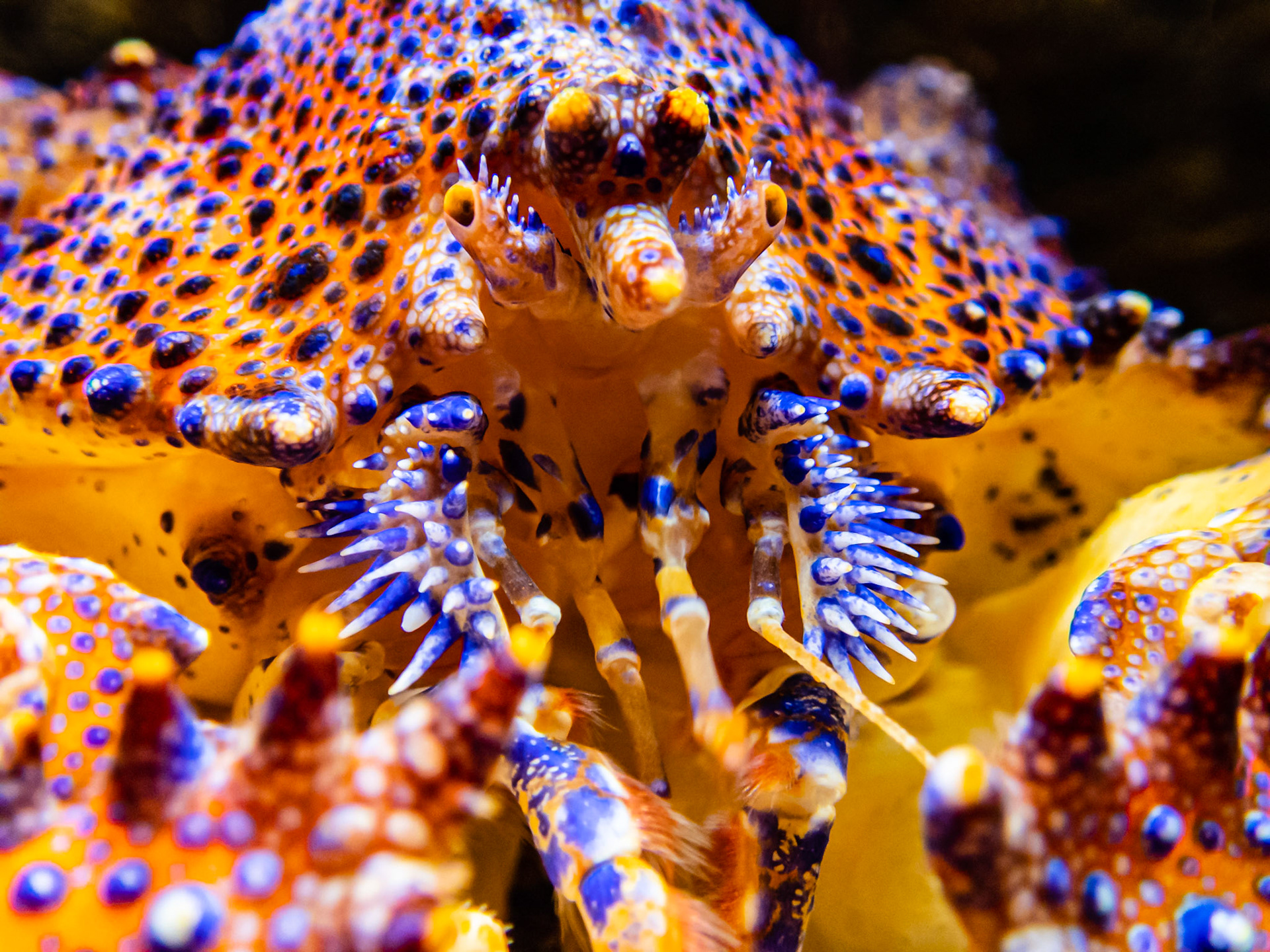 King Crab: At the Seattle Aquarium