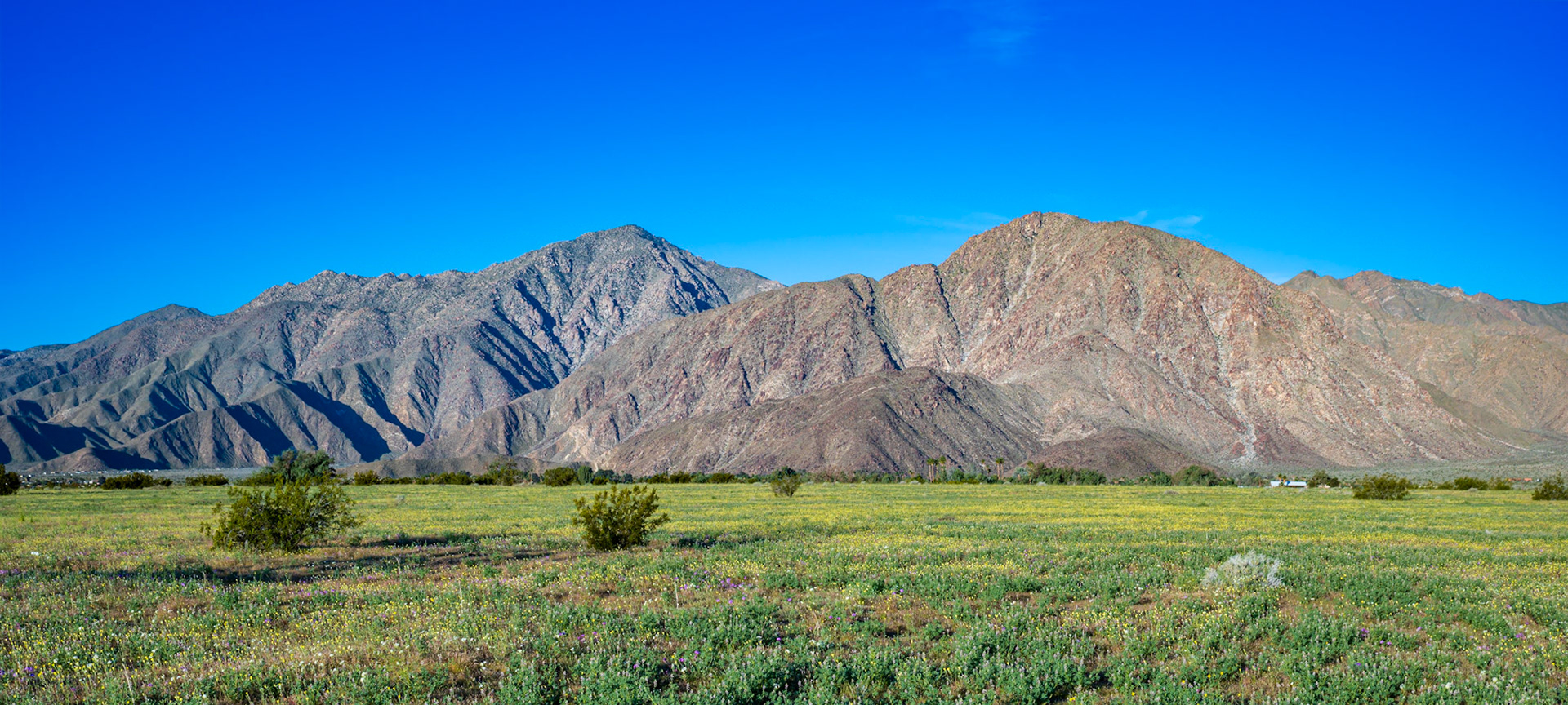 Desert Dandelion Meadows: A carpet of desert dandelion turns toward the morning light in the Borrego Valley.
