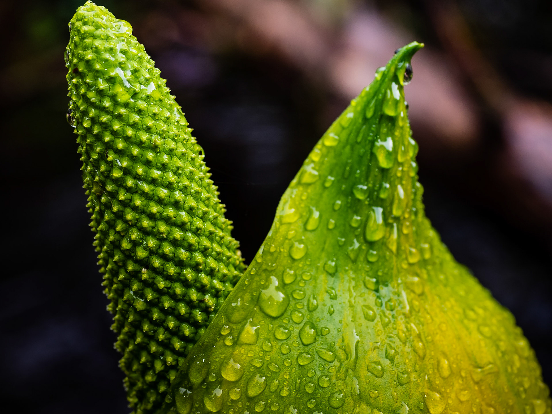 Skunk Cabbage Bloom: At Klawock Lodge, Prince of Wales Island AK