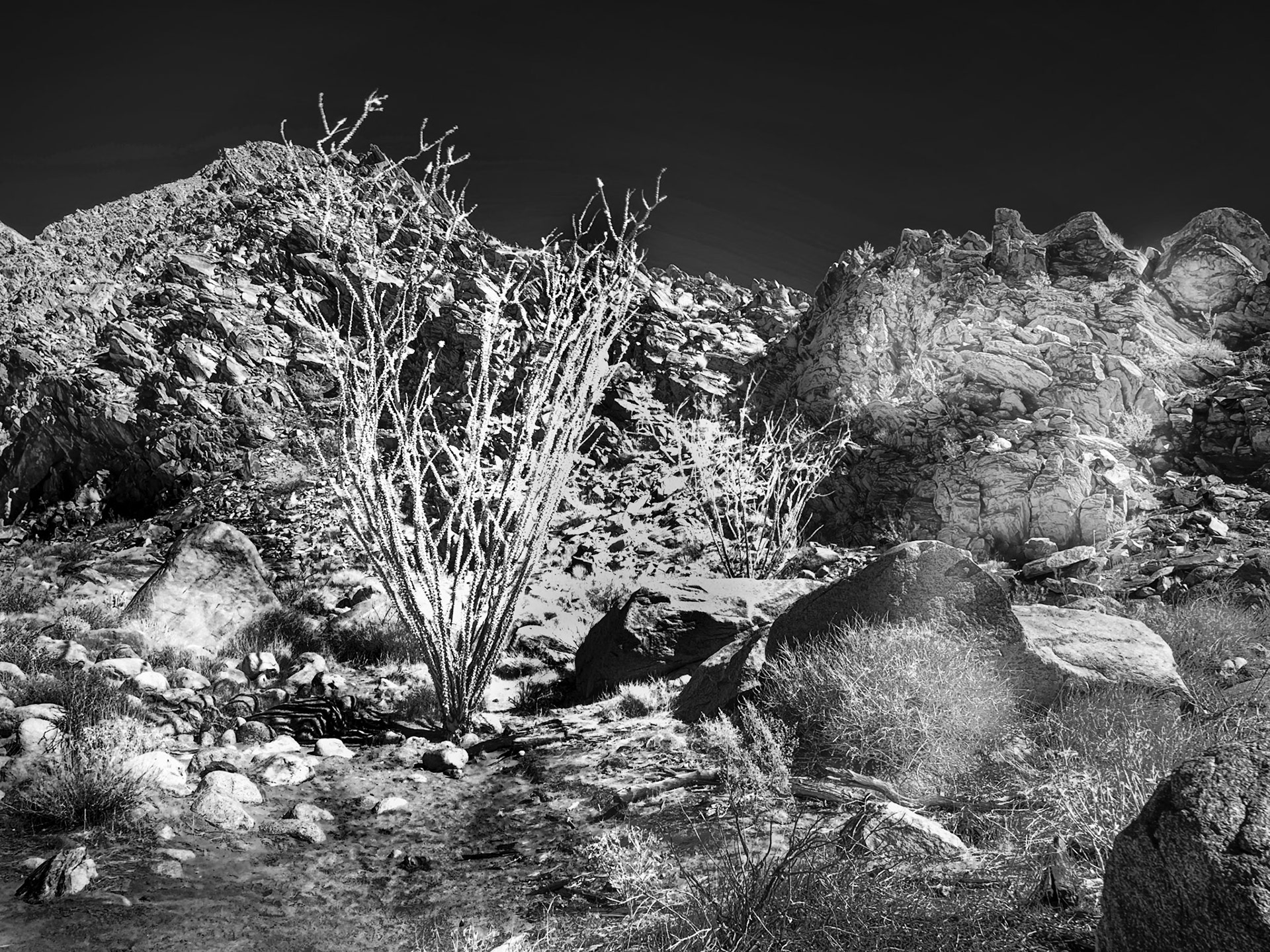Palm Canyon Ocotillo: An Ocotillo at trallside on the hike to the Palm Grove.  An infra-red image taken with an iP{hone equiped with a 720 nm IR filter.