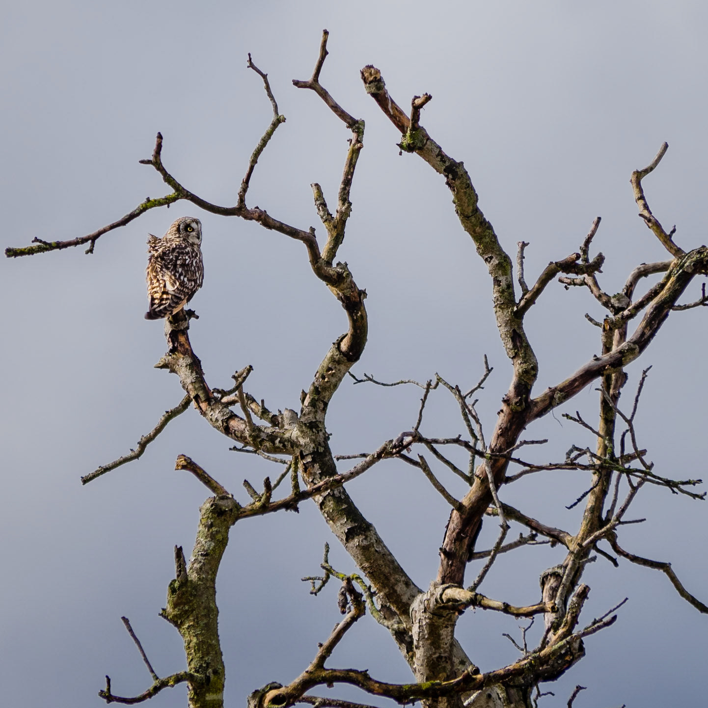 Roosting Short-eared Owl: At the Legue Island Wildlife Area