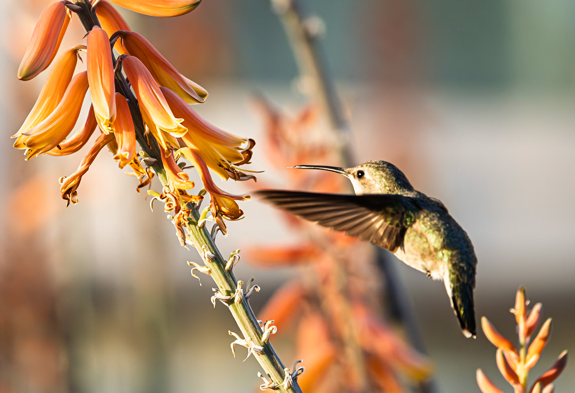 Anna's Humming Bird: Approaching an  Aloe vera blossom