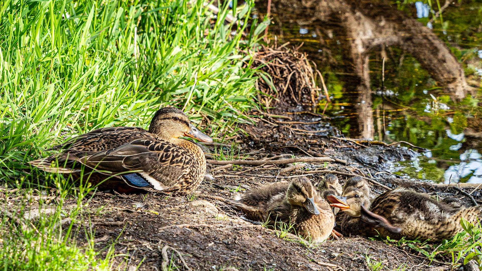 Mallard and Ducklings: Marymoor Park in Redmond WA