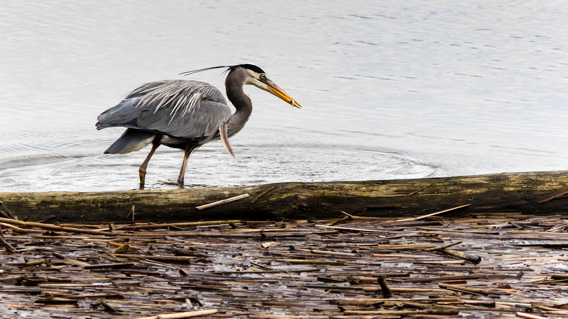 Great Blue Heron Foraging: At the Skagit River Wildlife Station WA